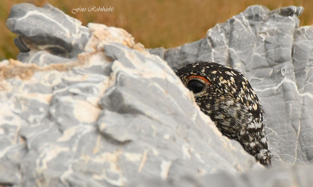 L'occhio di Pernice...