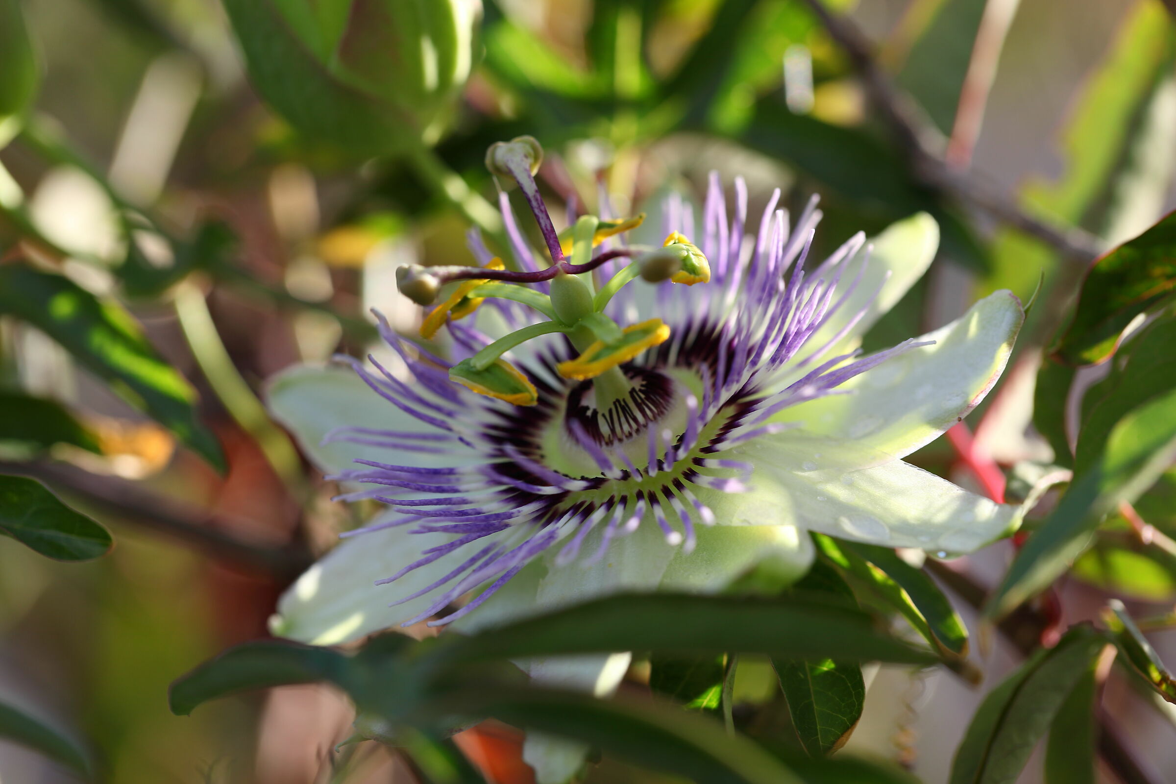 Passiflora nuova fioritura