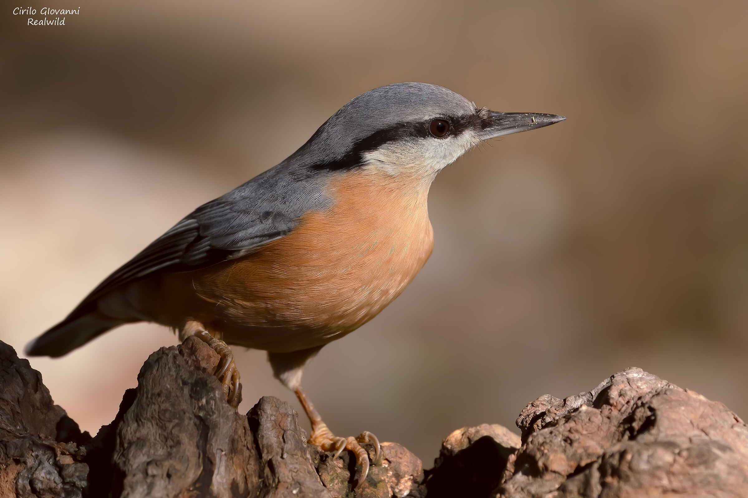 picchio muratore il mio ladro preferito