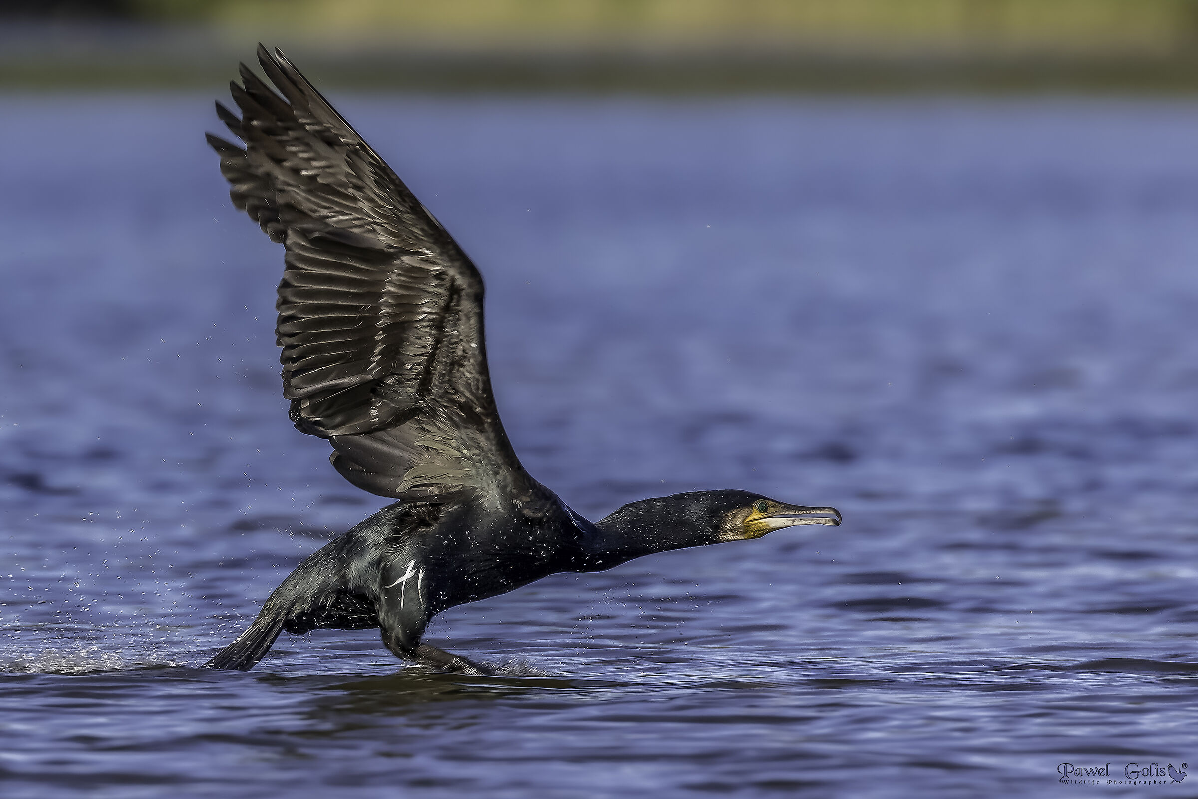 Cormorano (Phalacrocorax carbo)