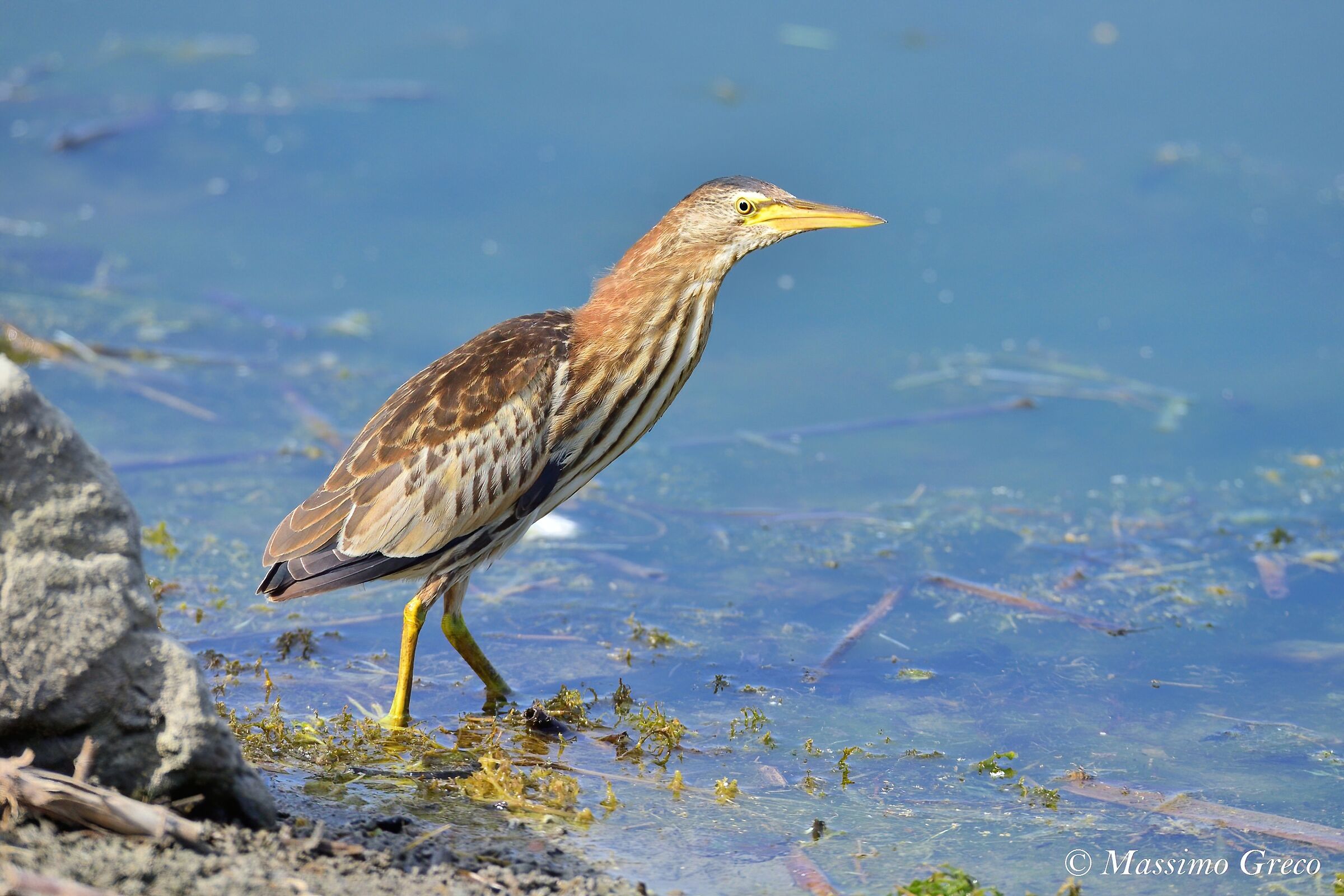 Tarabusino (Ixobrychus minutus)