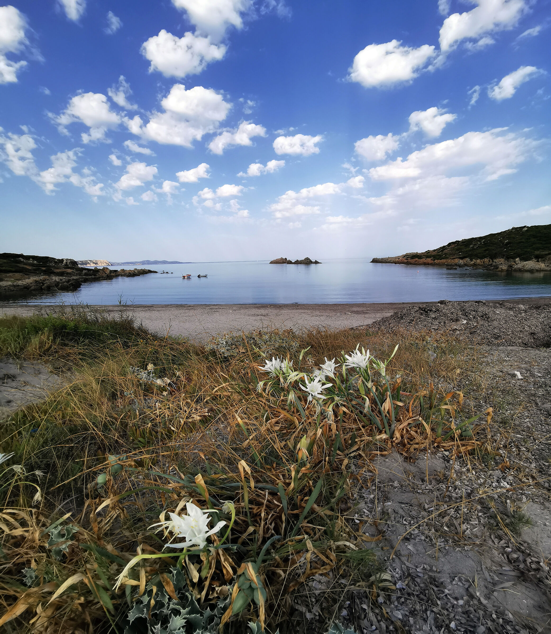 Gigli e nuvole selvatiche