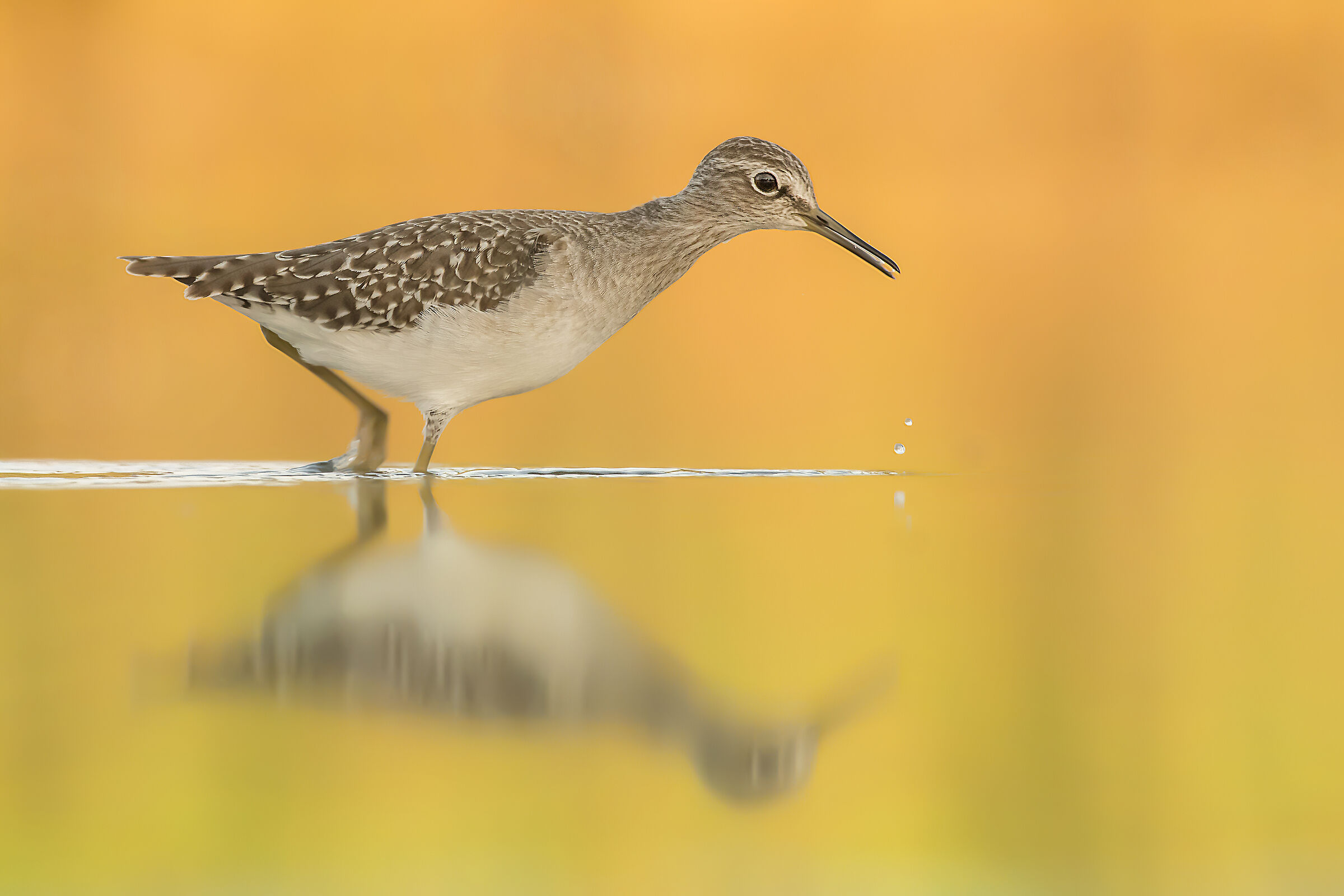 Piro piro boschereccio