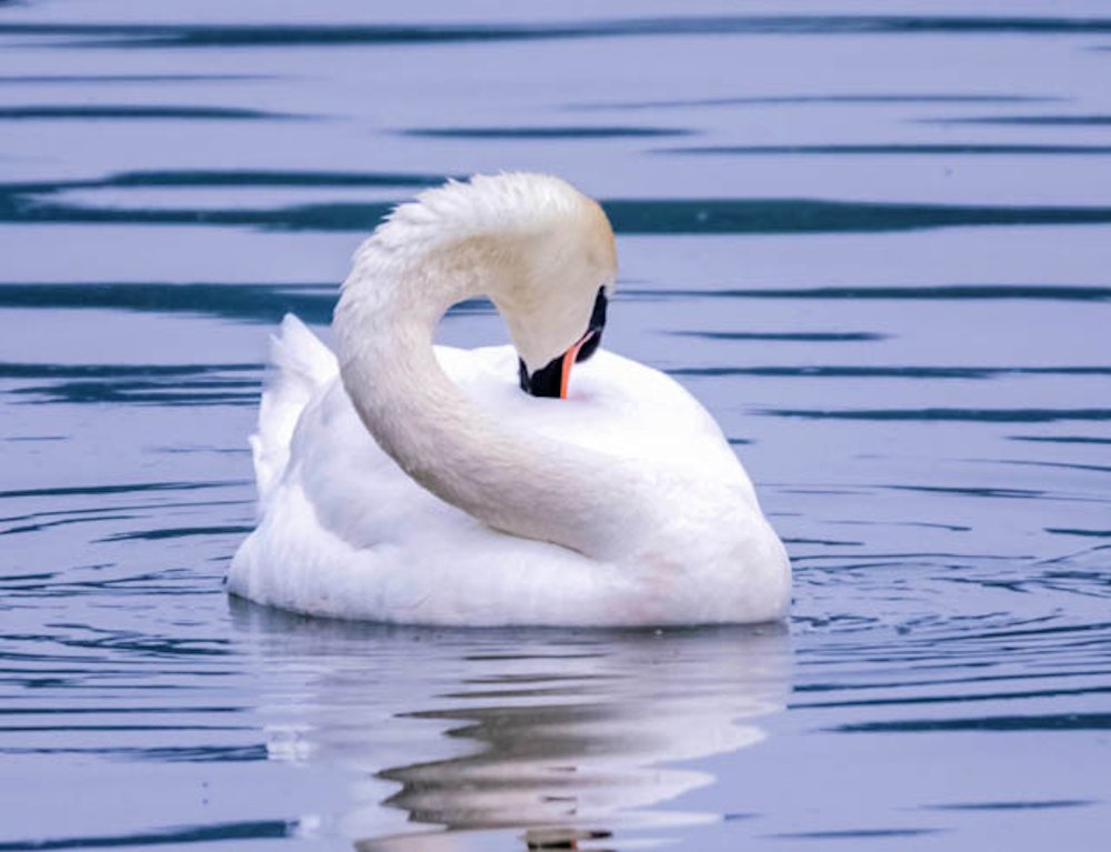 The elegance of the swan