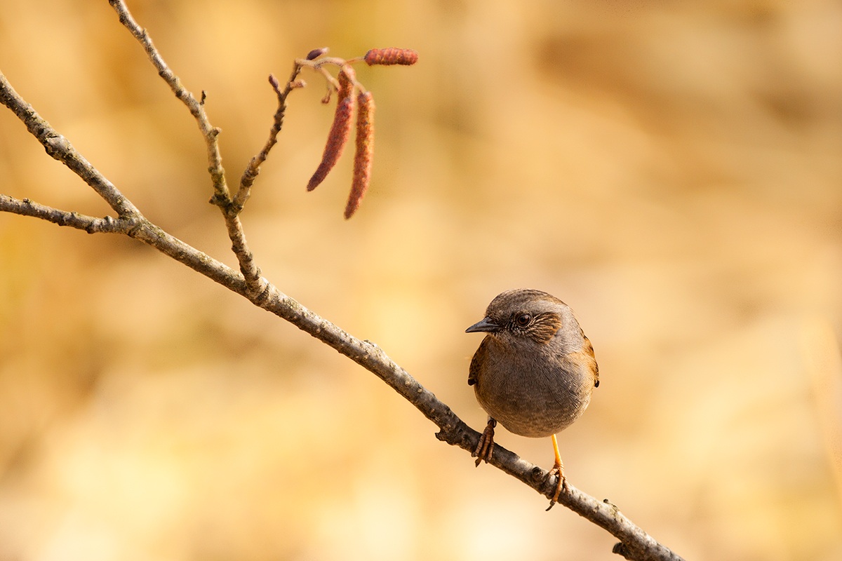 dunnock