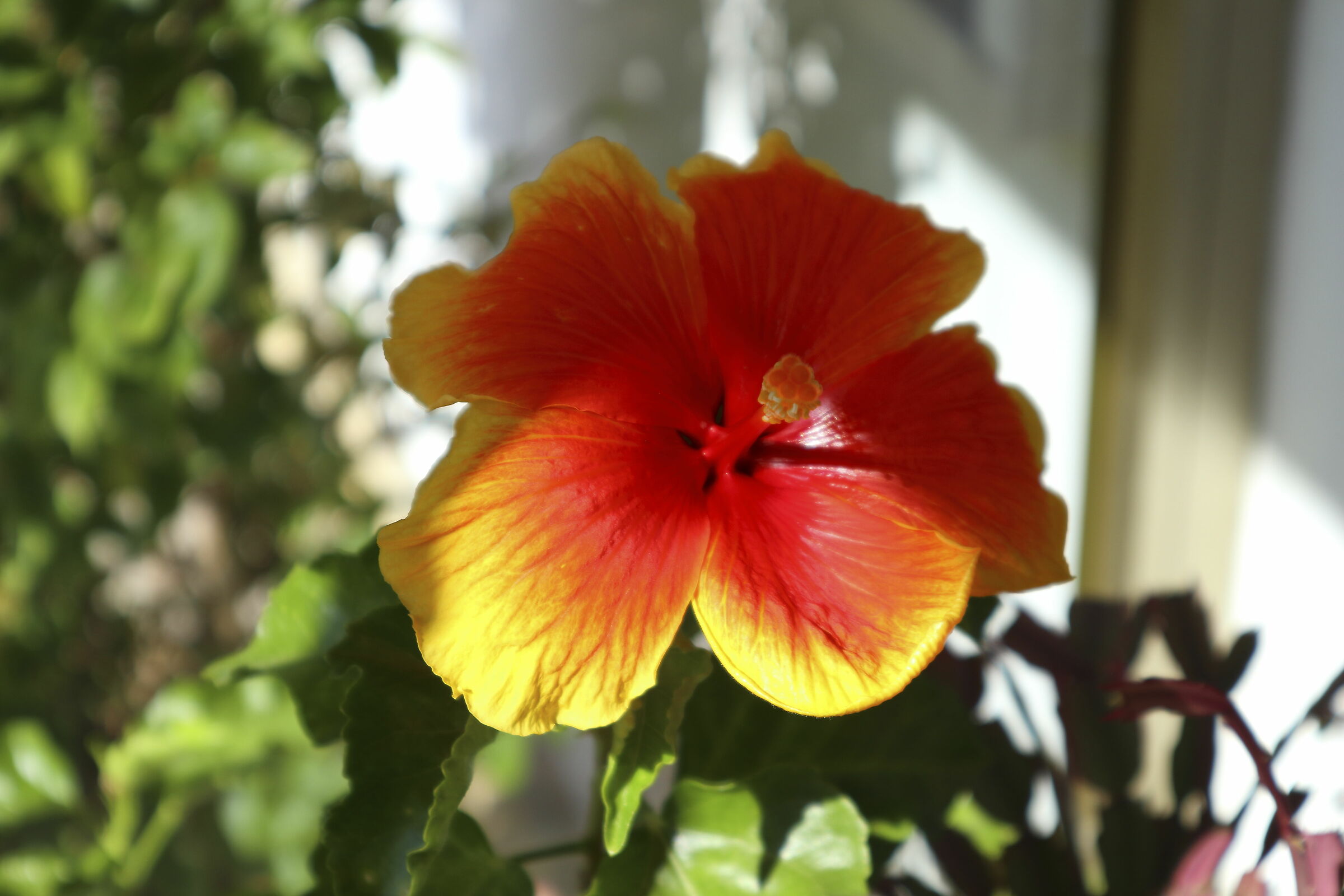 Ibiscus with EFM15-45 160Iso f1/6.3