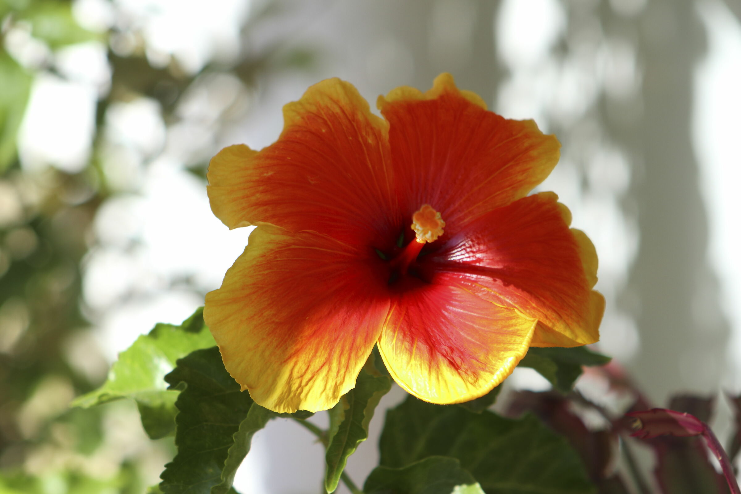 Ibiscus con ef55-200 AF 160Iso Av f1/6.3