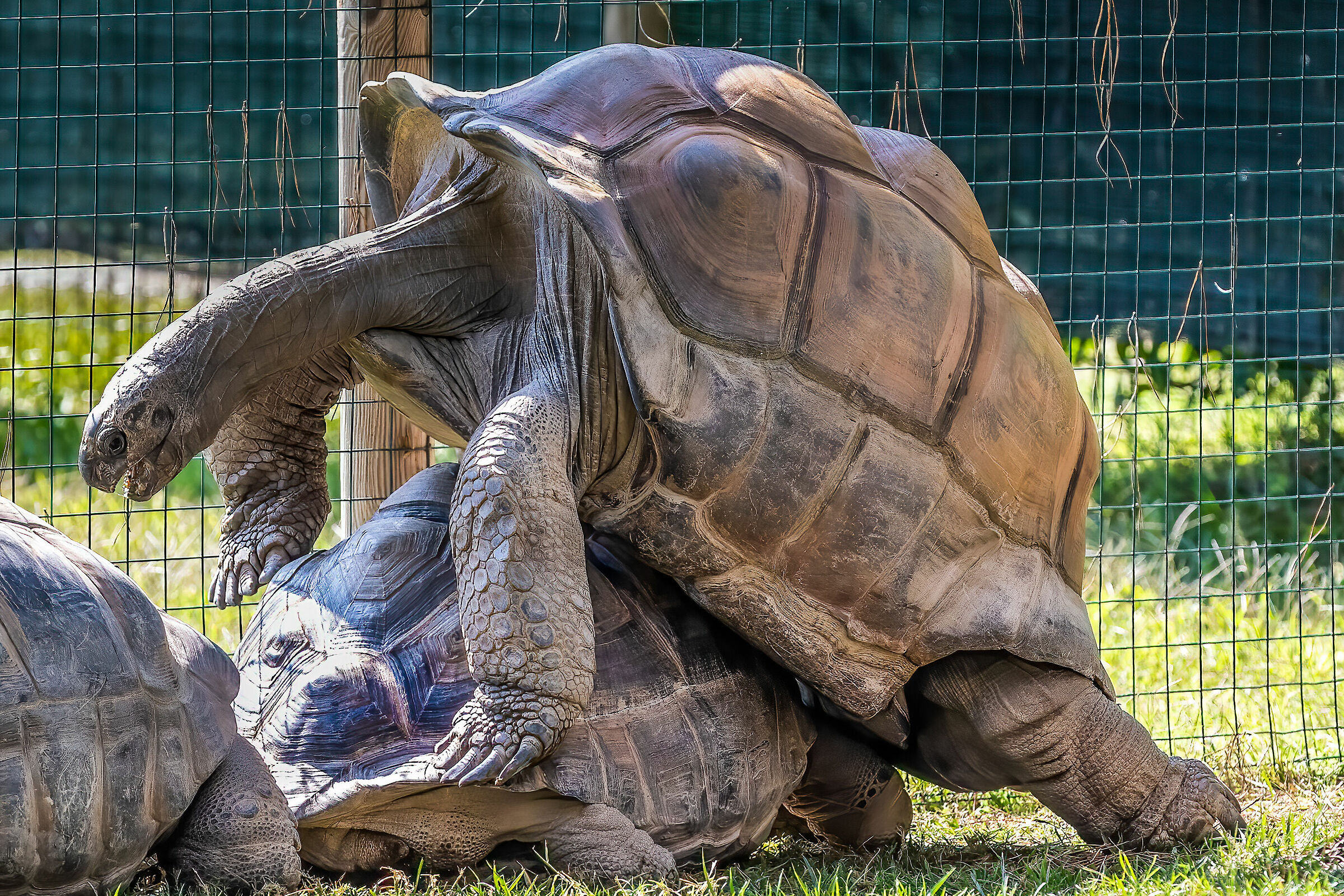 Divergenze..coniugali