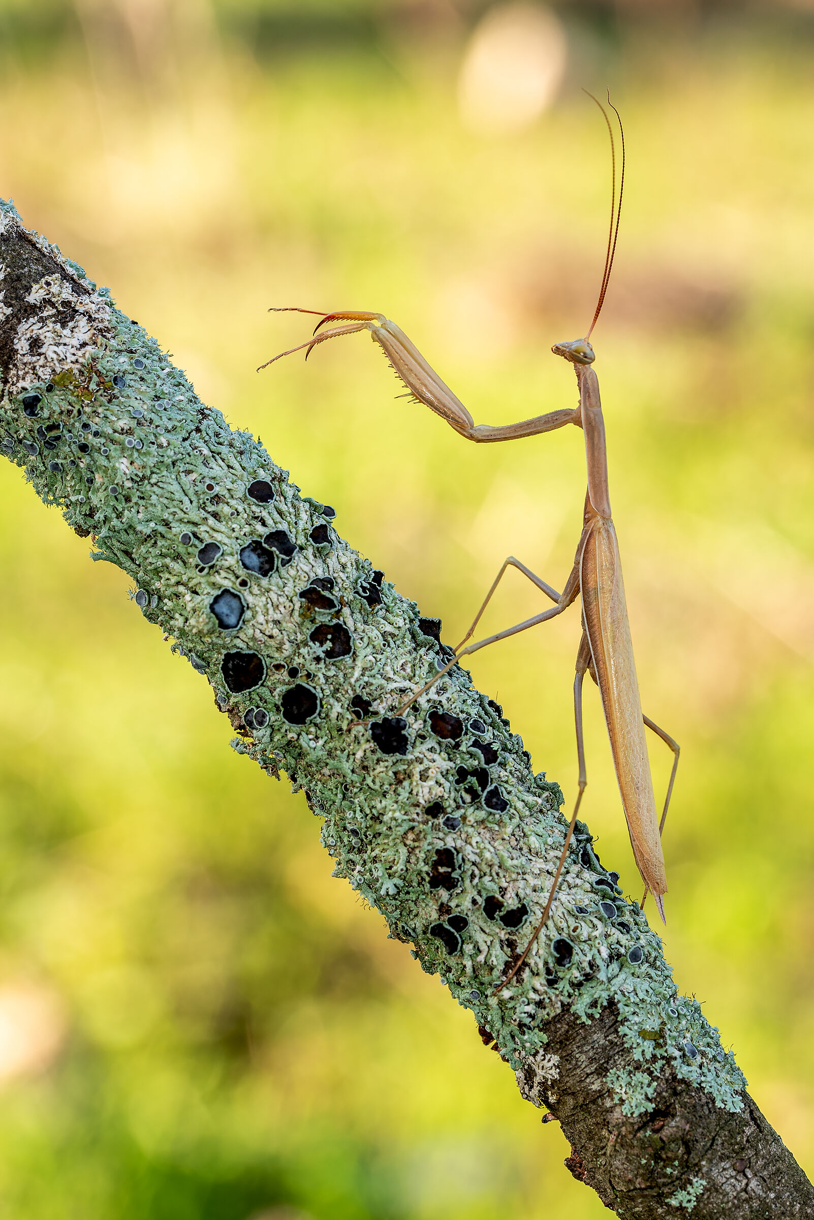 Religious mantis.