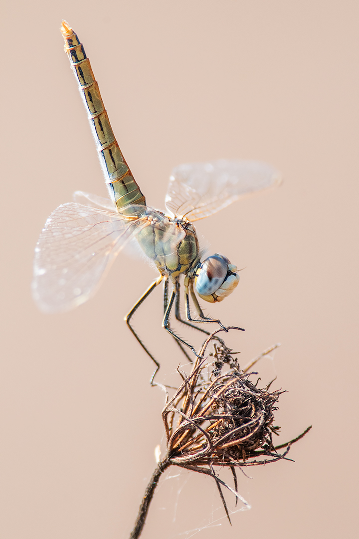 Dragonfly (Sympetrum female fonscolombii)