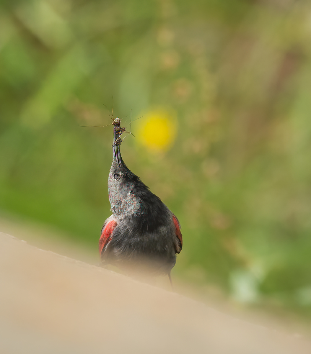Male Muraiolo Woodpecker
