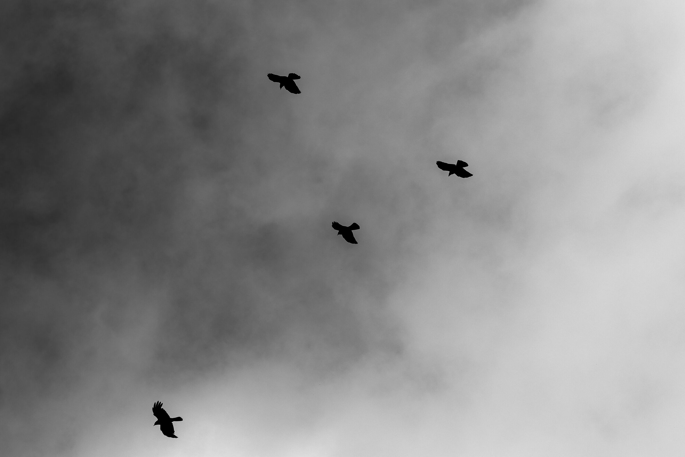 I Quattro dell'Apocalisse