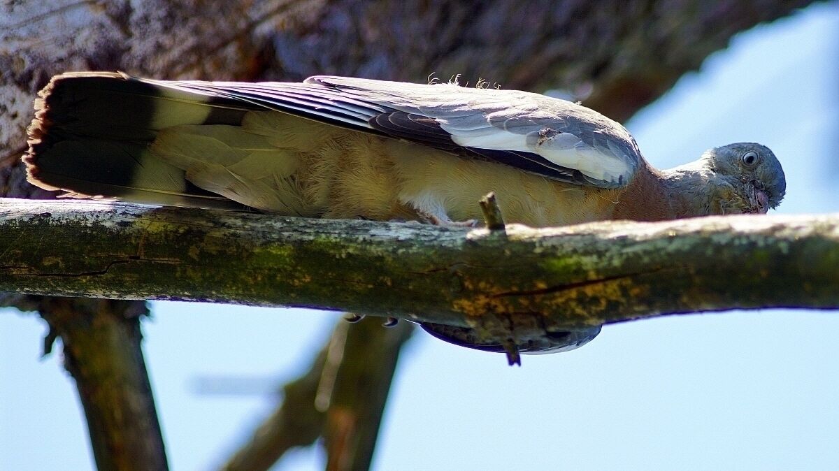 Il disonesto del nascondino!