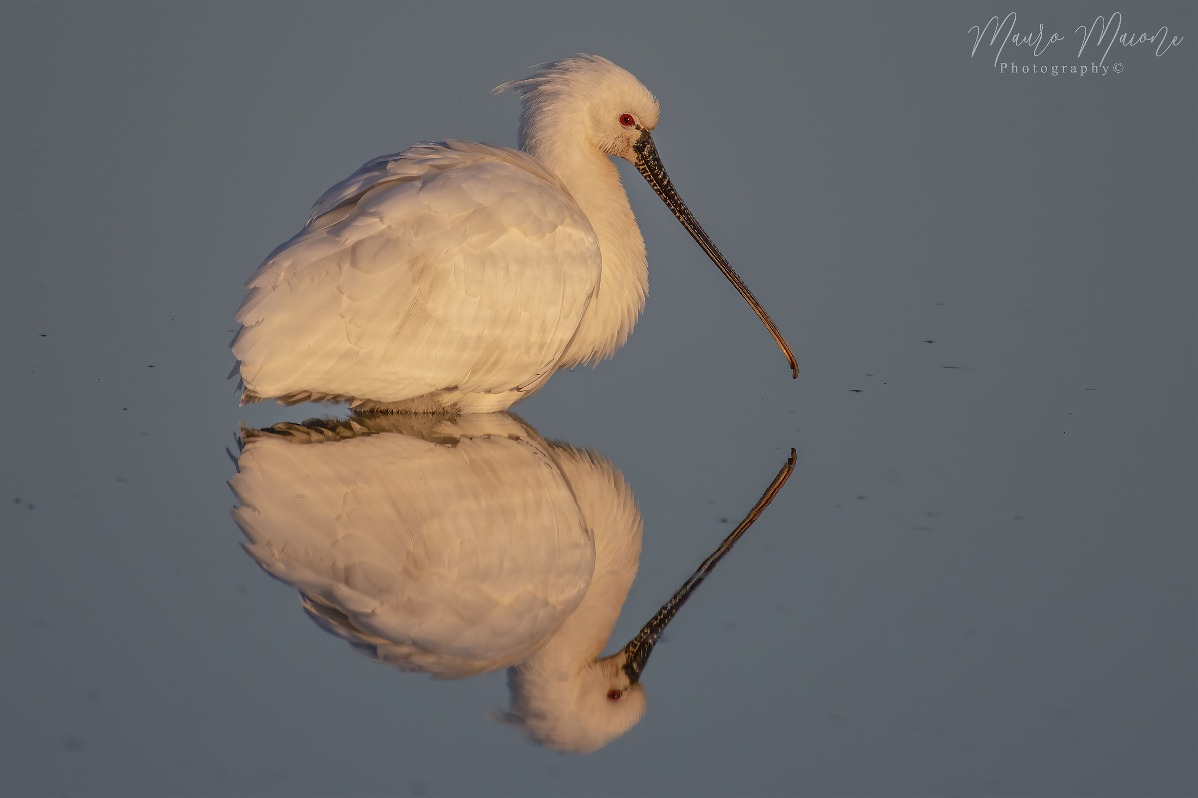 specchio delle mie brame