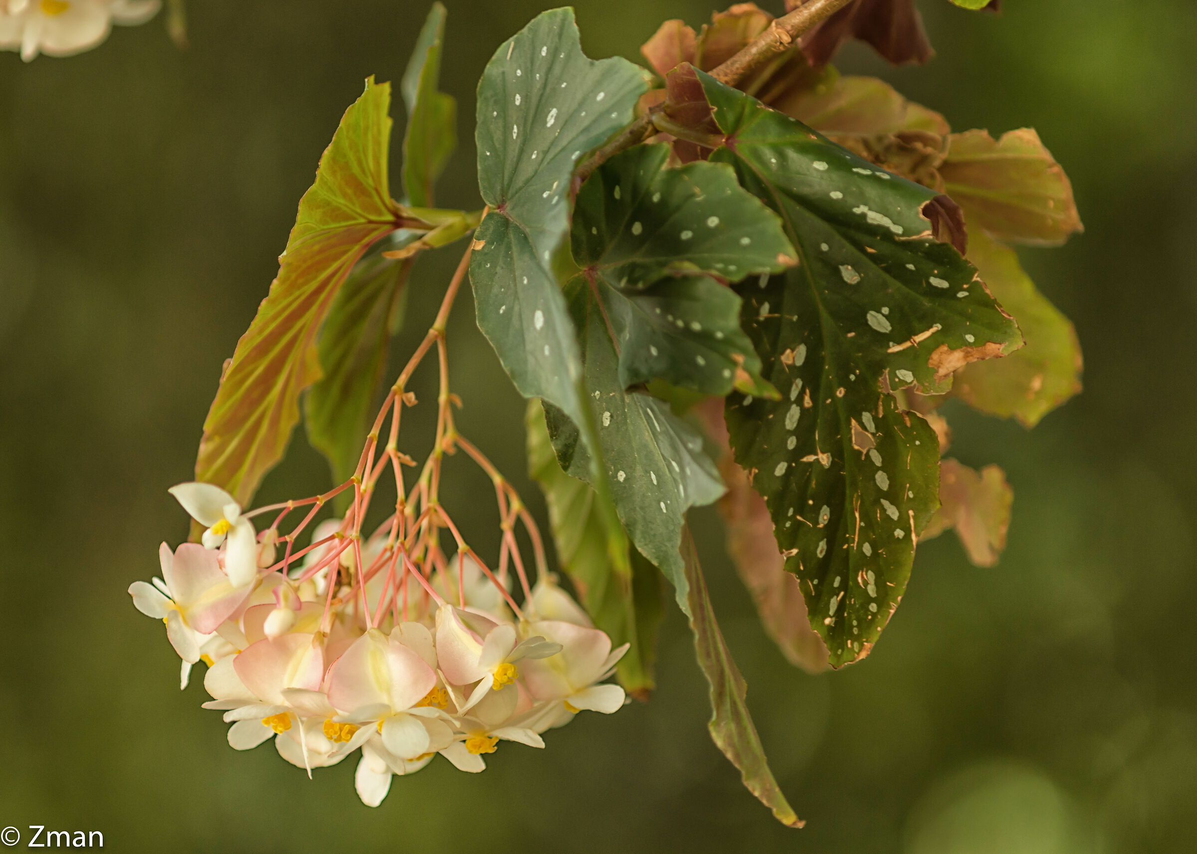 Polka dot begonia