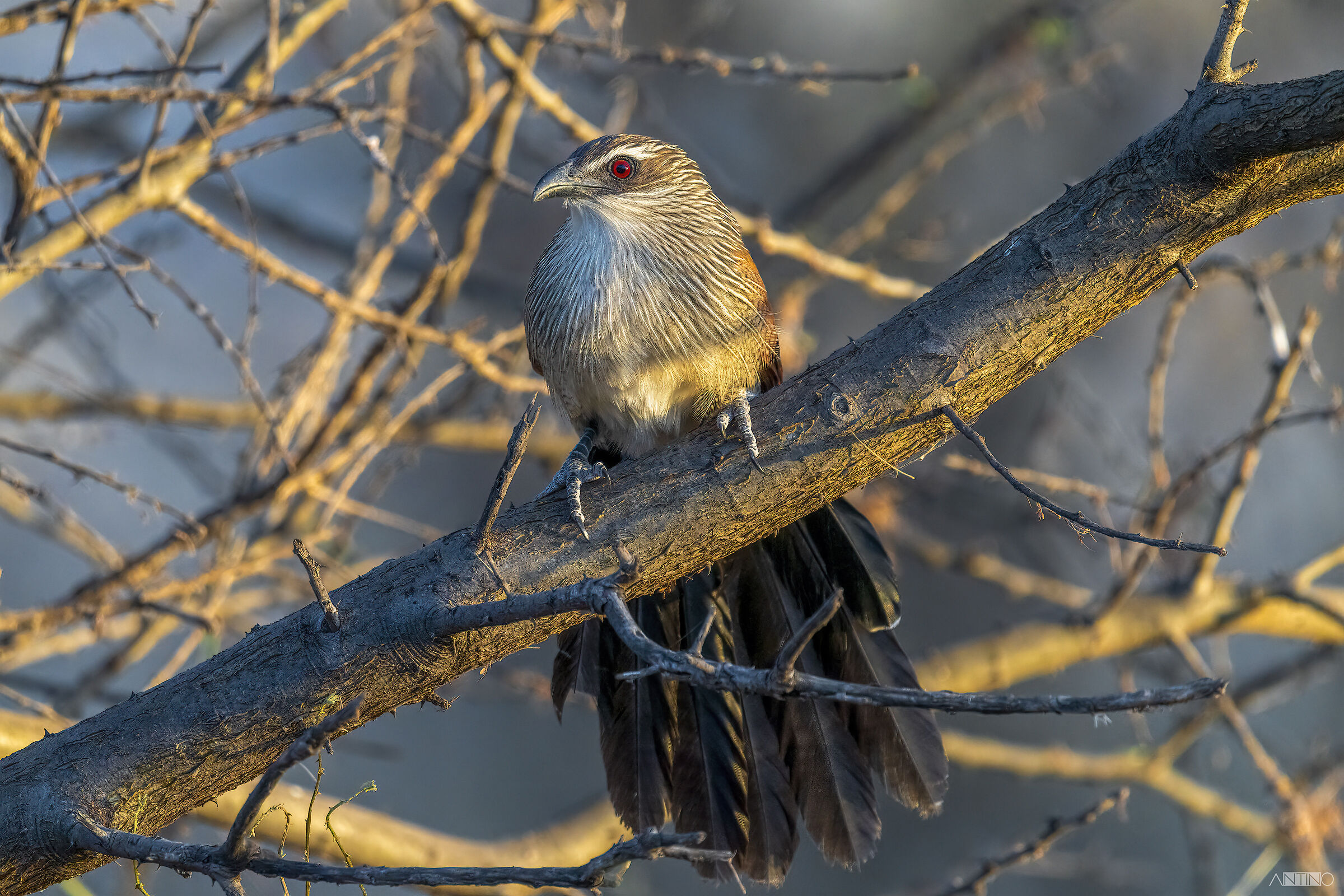 Cucal dai sopraccigli bianchi, Centropus superciliosus