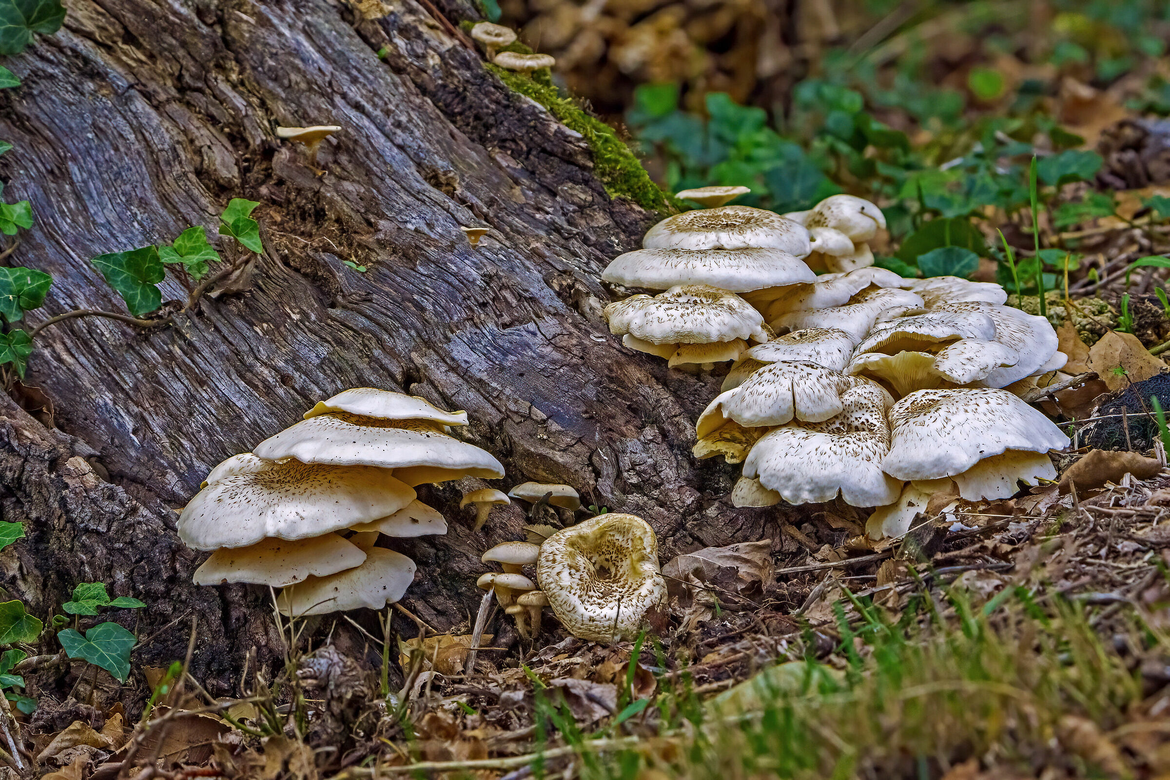 Armillaria Mellea