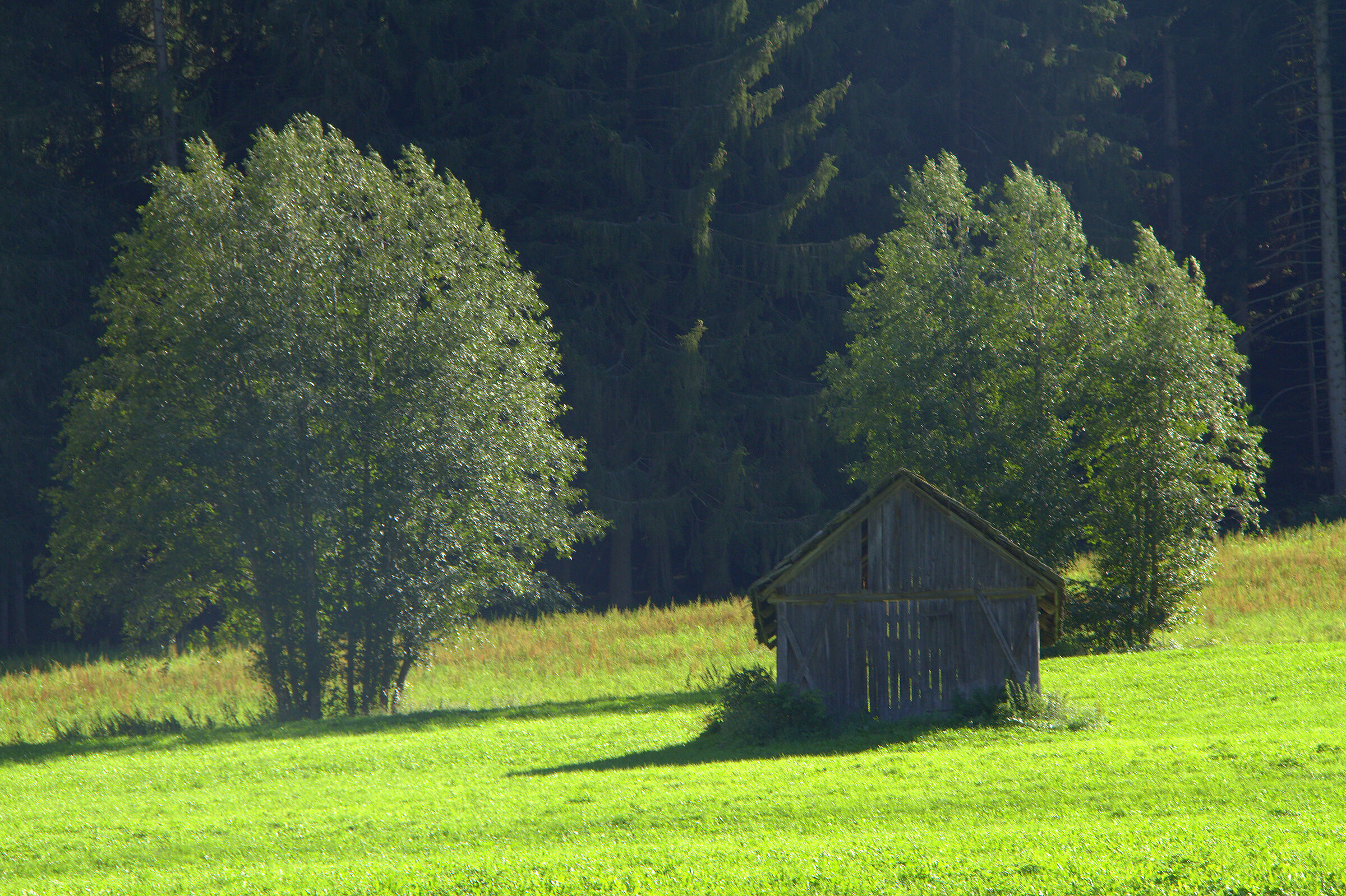pascoli in val casies