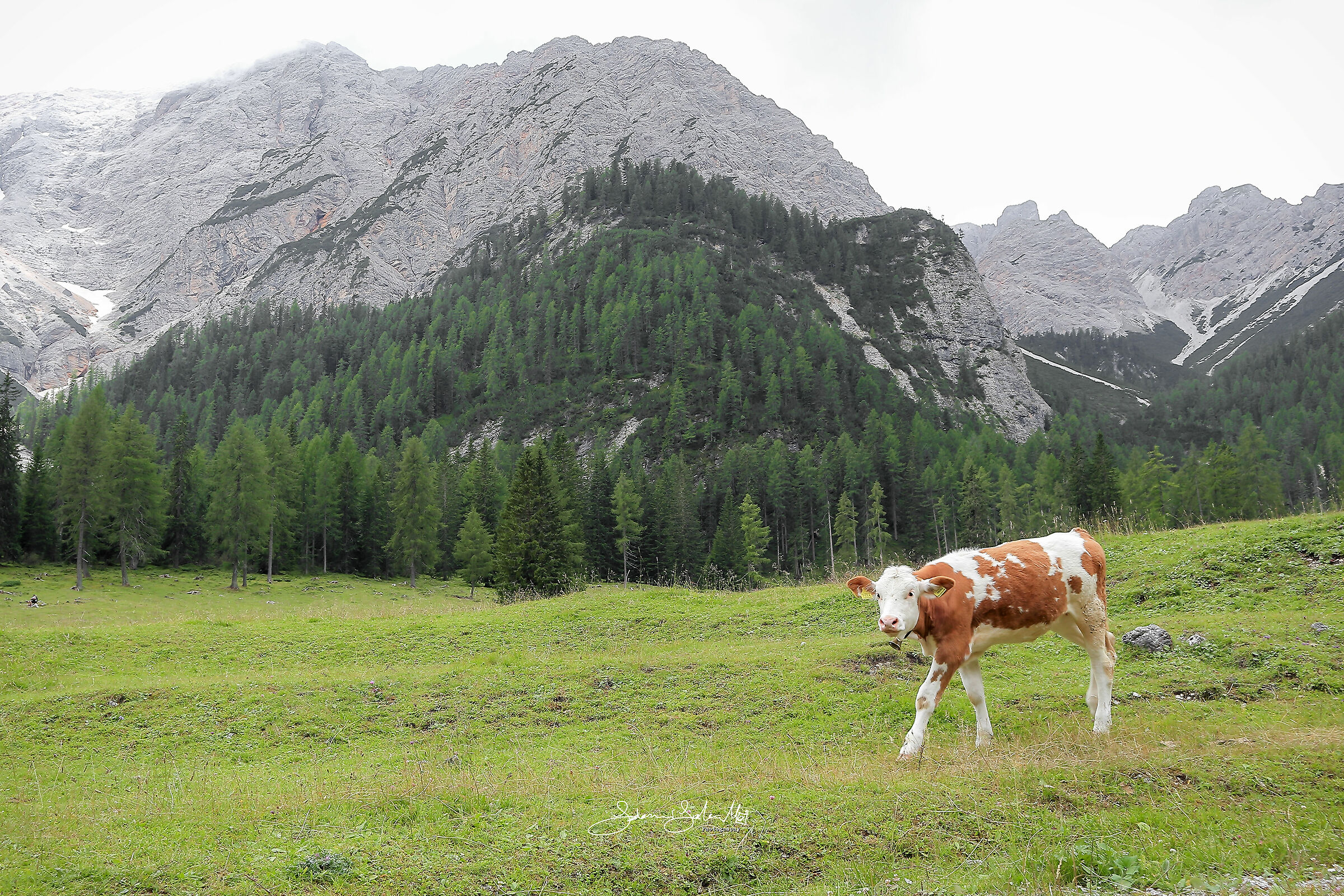 Young mountain cow (Dolomites - Trentino South Tyrol)
