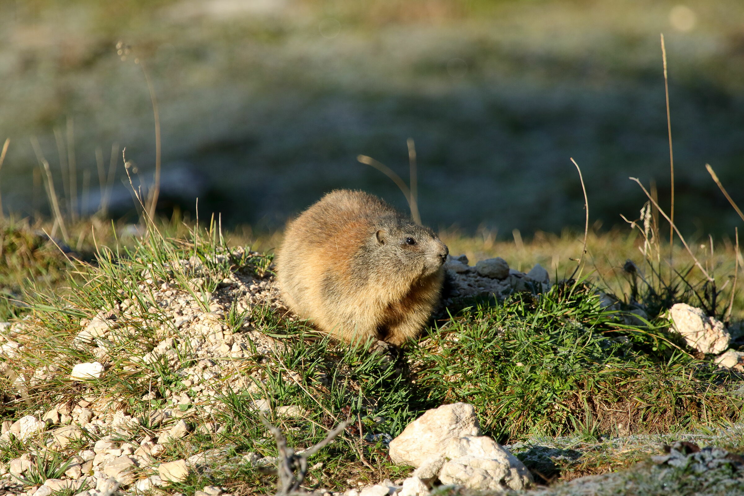 Marmot enjoys the first sun in the morning