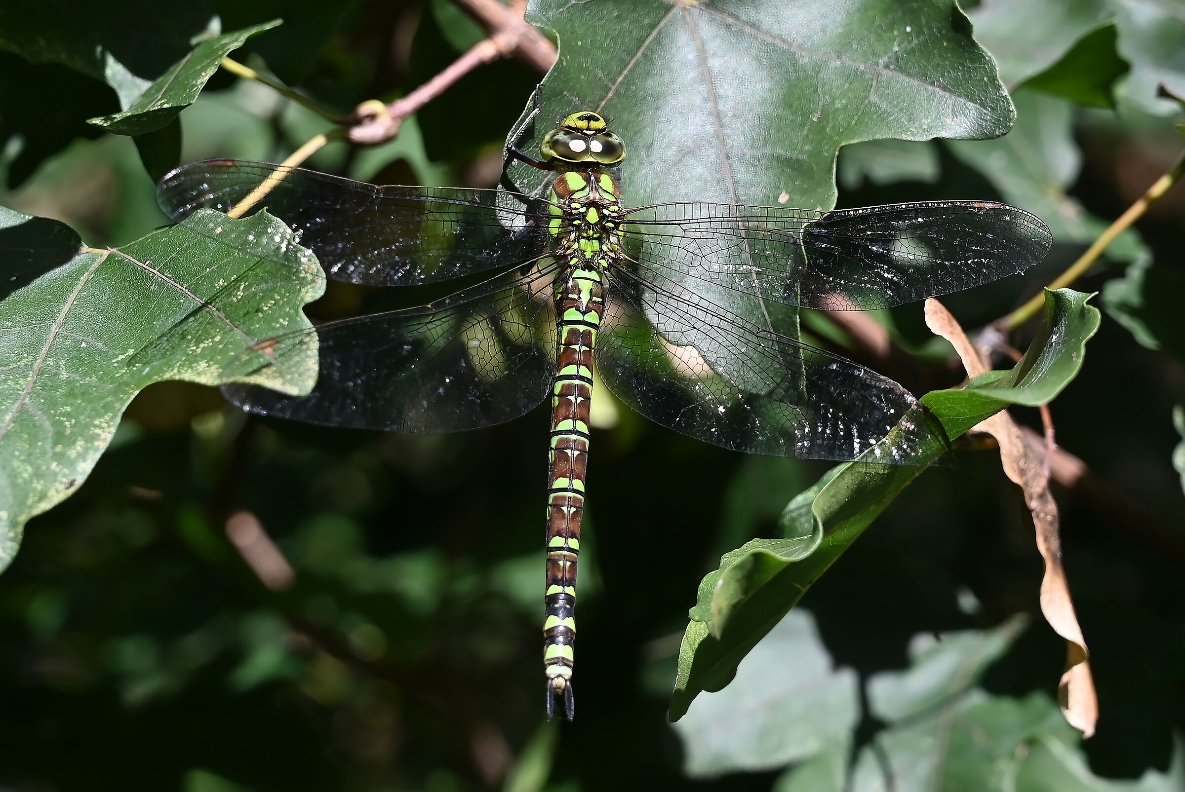 Aeshna Cyanea