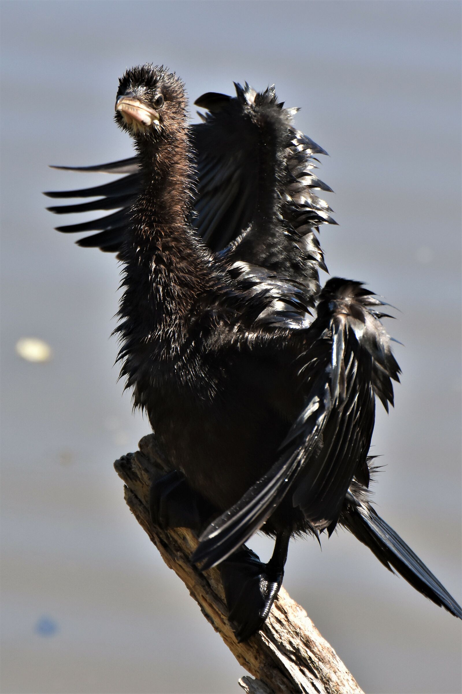 Dopo l'immersione, Marangone Minore al vento