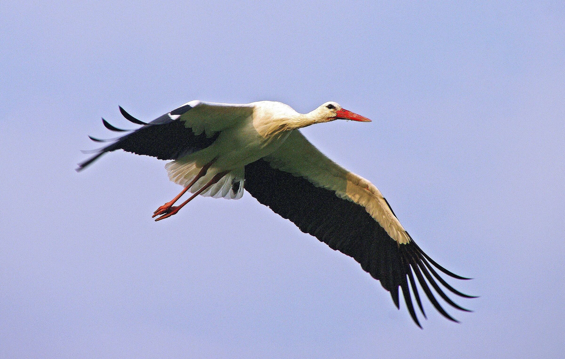 Cicogna in atterraggio