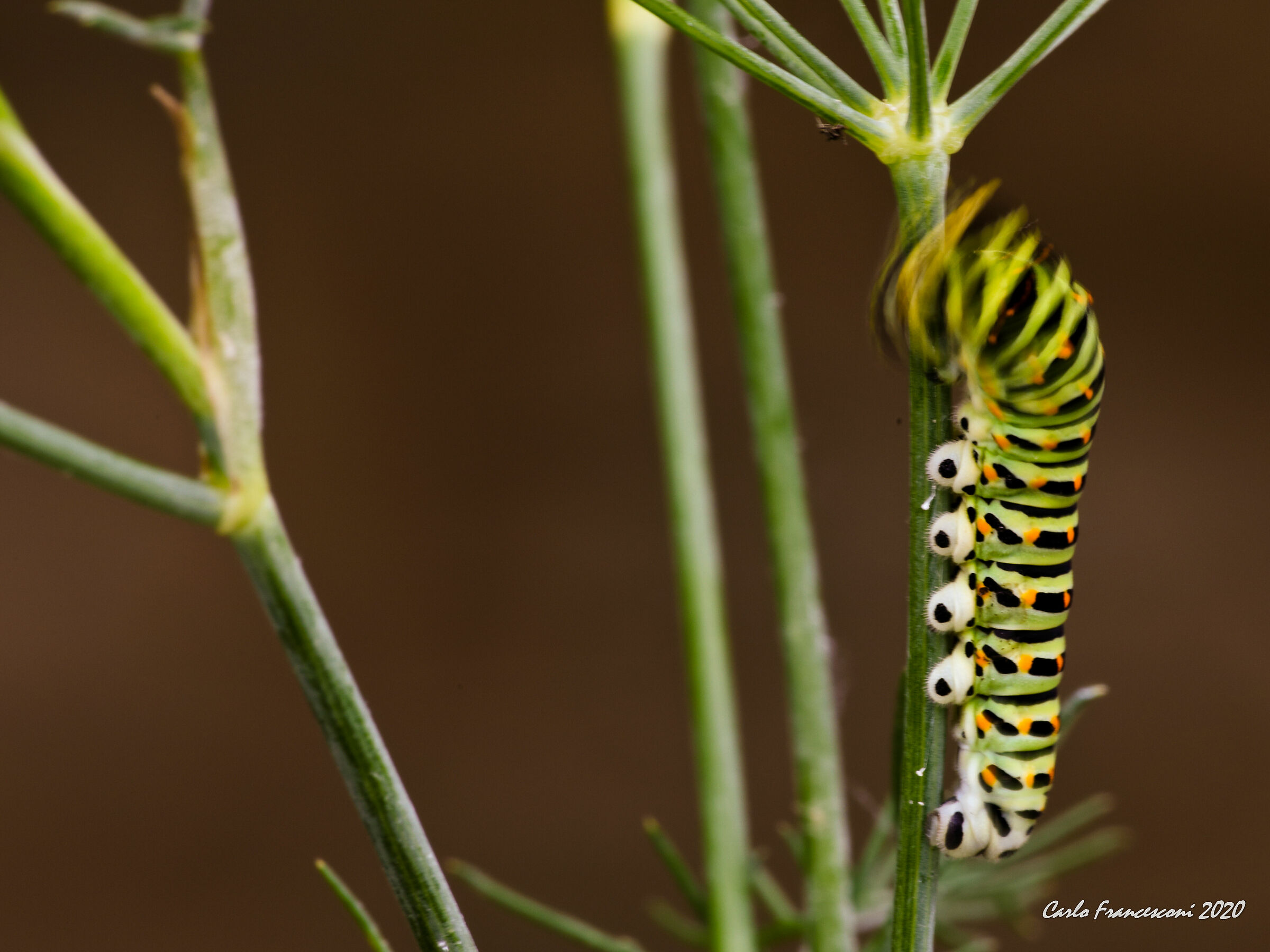 Macaoni attendasi... tu stessi un po' fermino