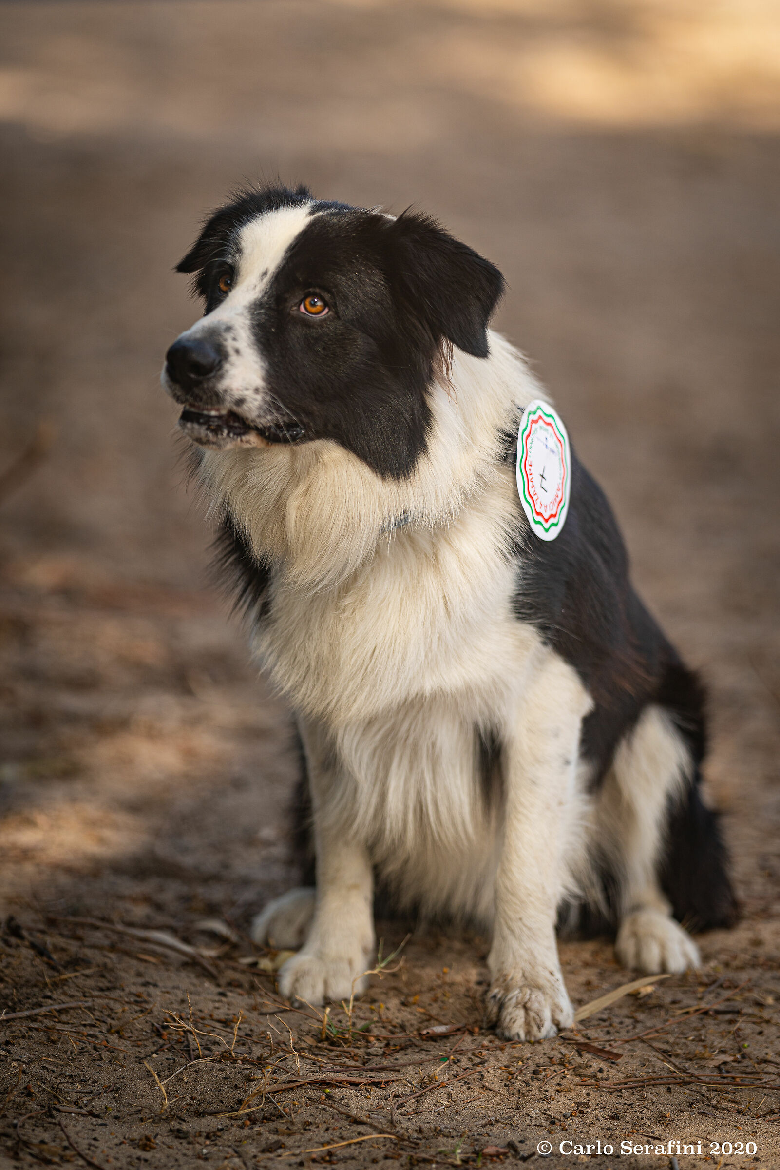 Border Collie, New100145