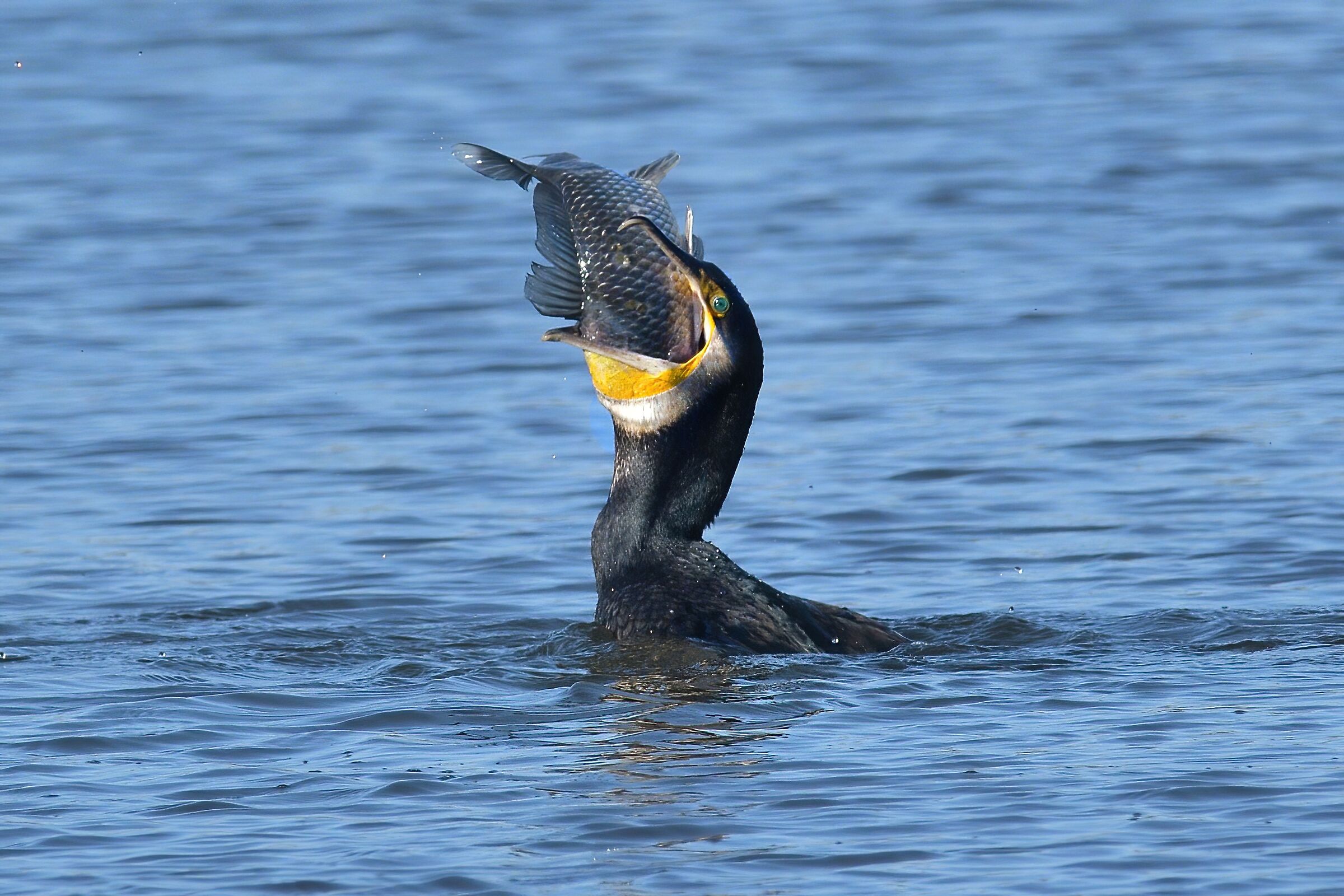 Cormorano (Phalacrocorax carbo)