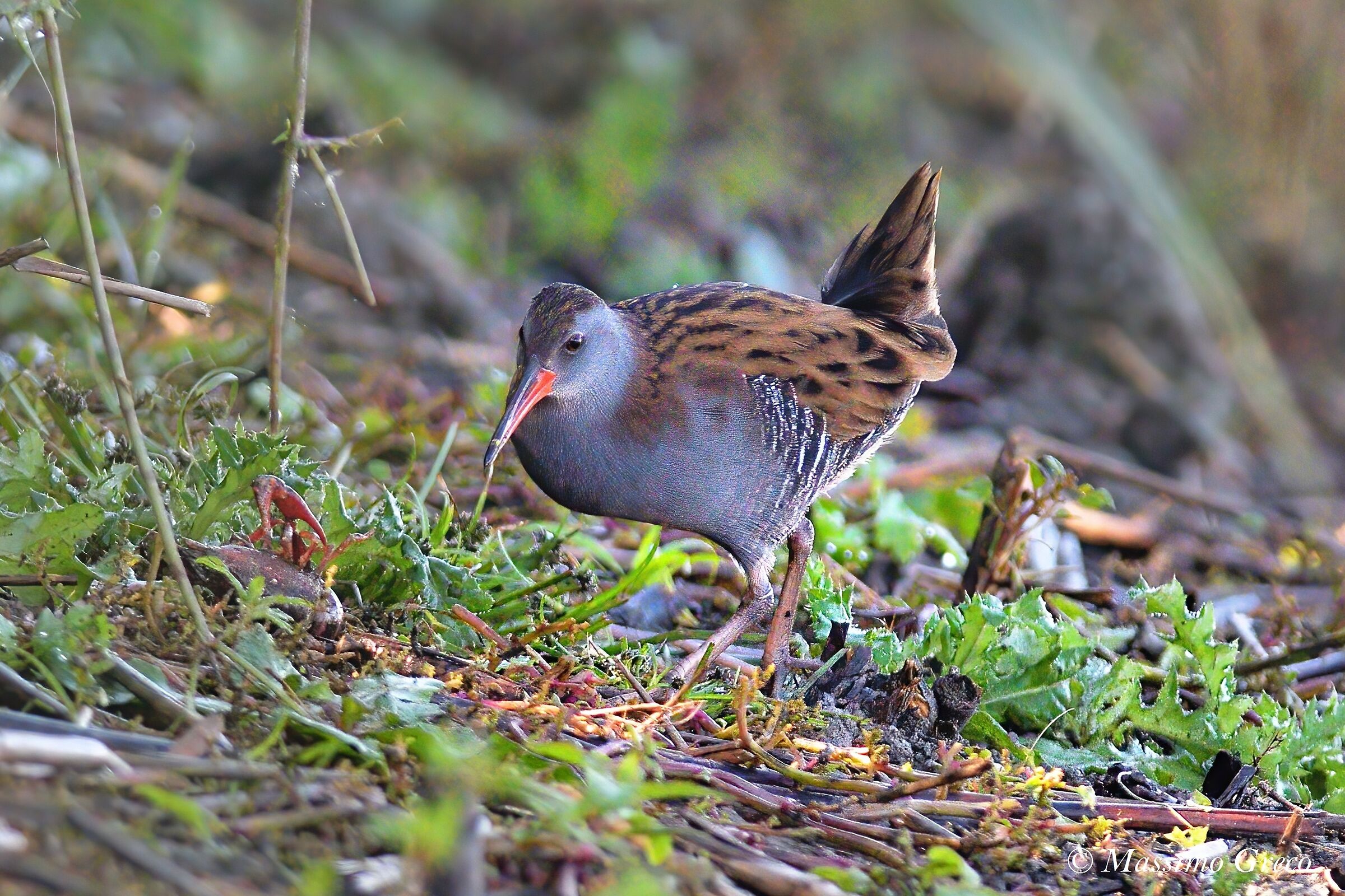 Porciglione (Rallus aquaticus)