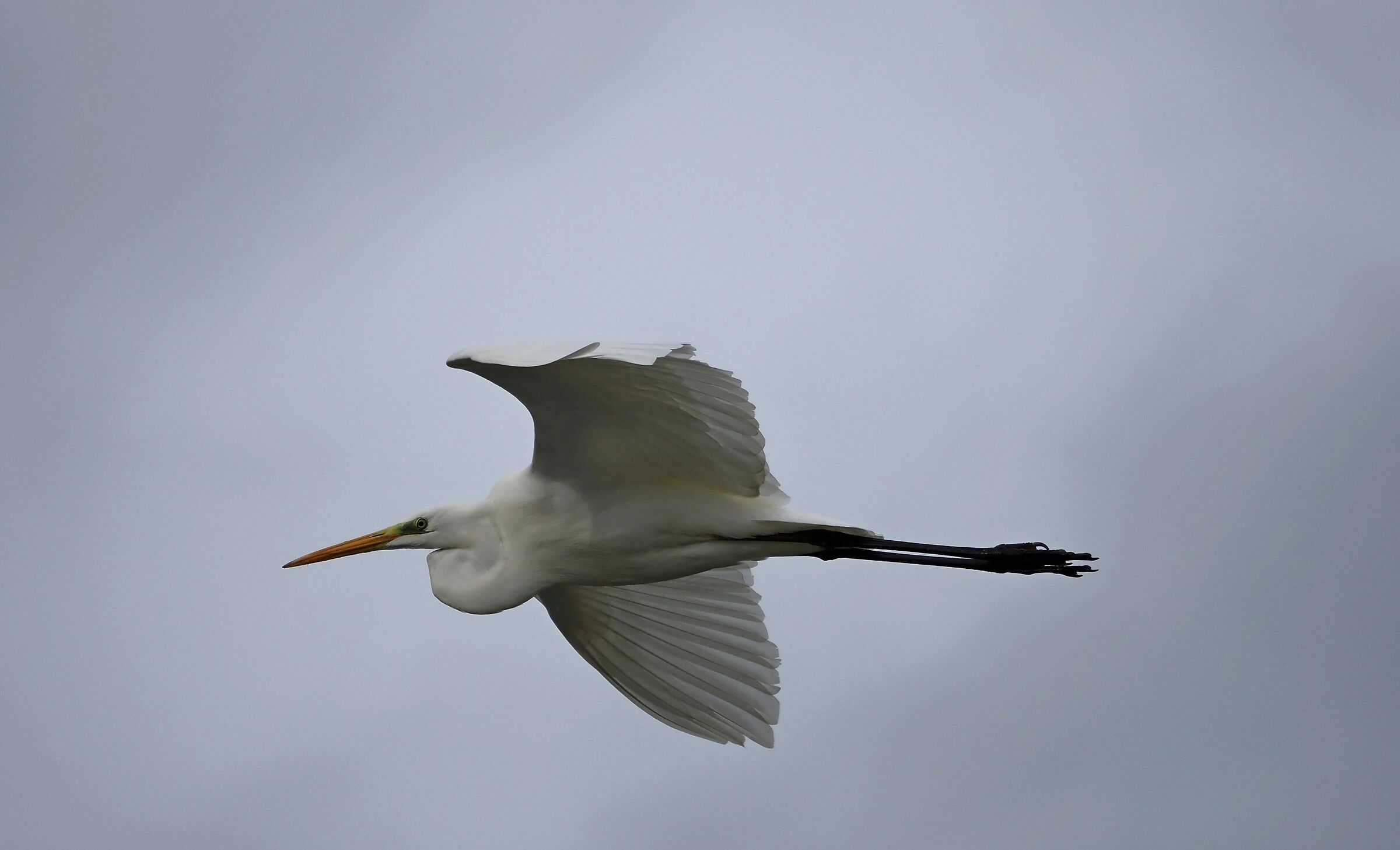 Airone bianco maggiore