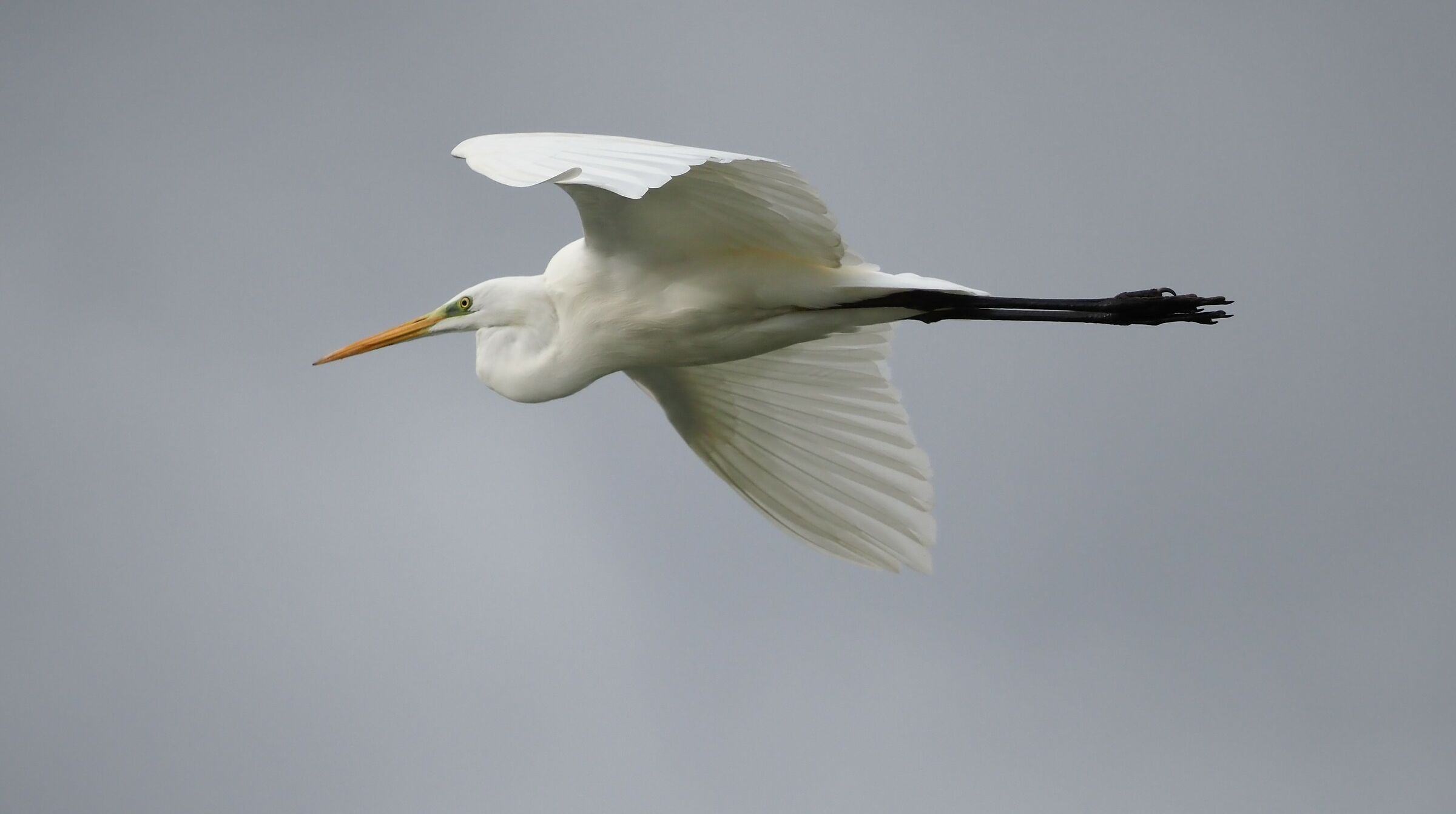 Airone bianco maggiore