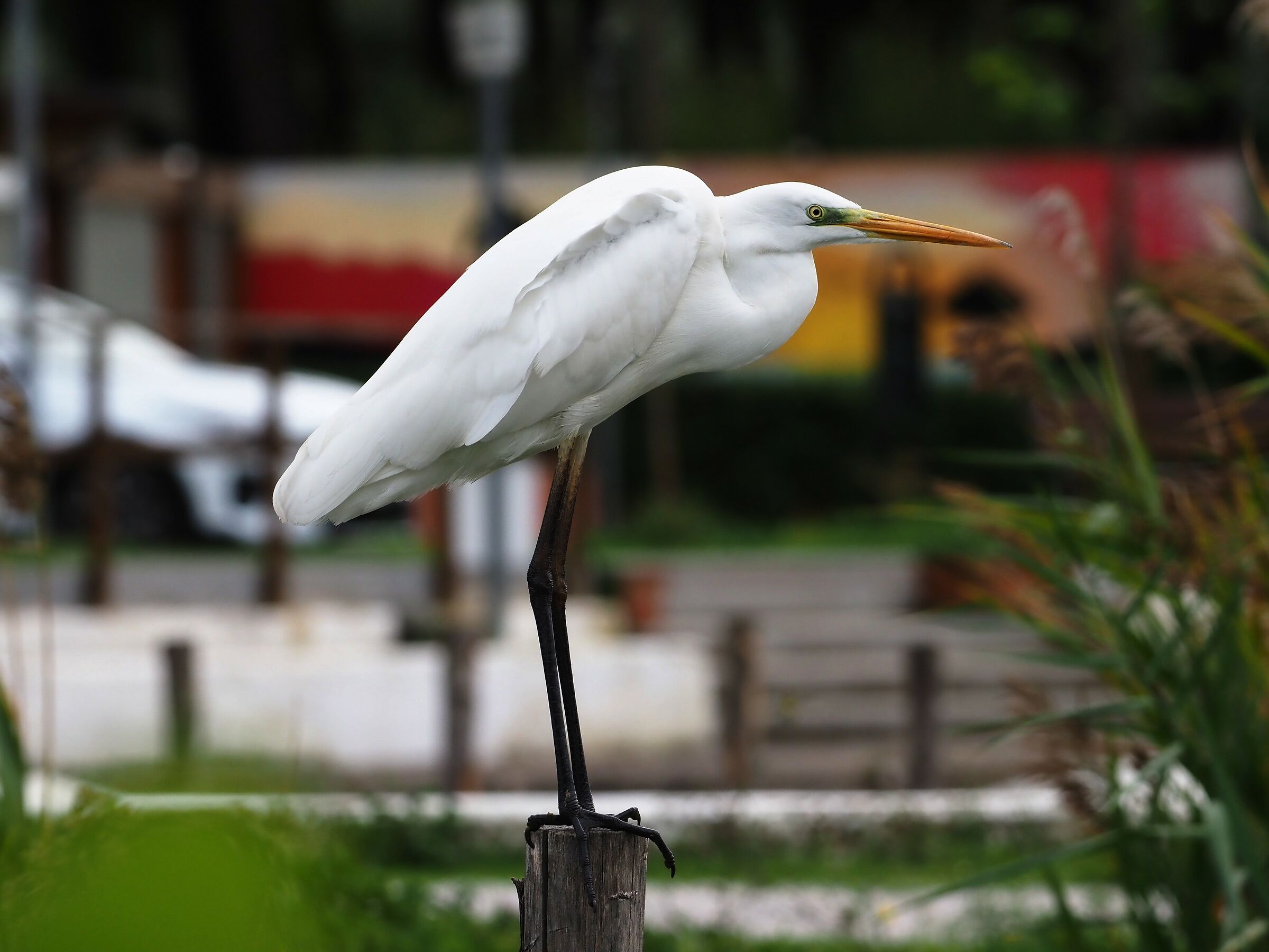 Airone bianco maggiore
