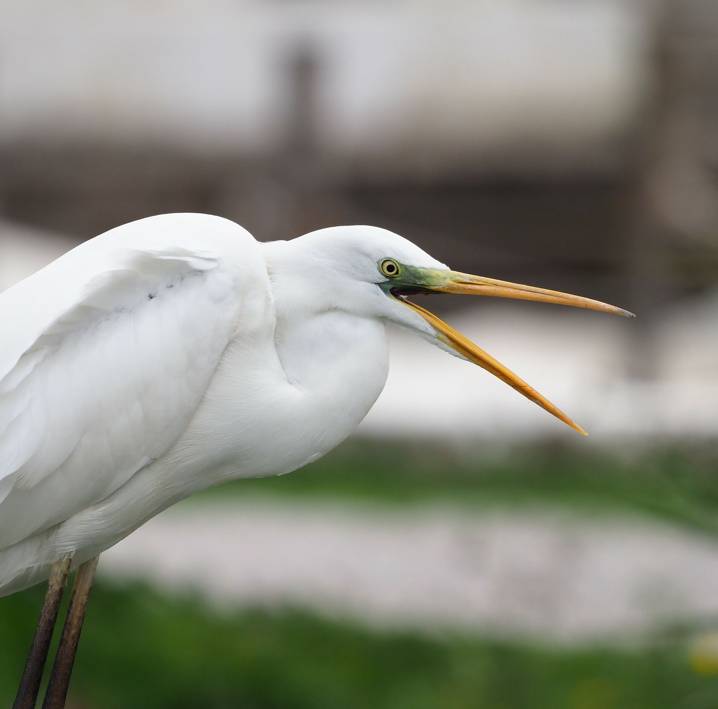 Airone bianco maggiore