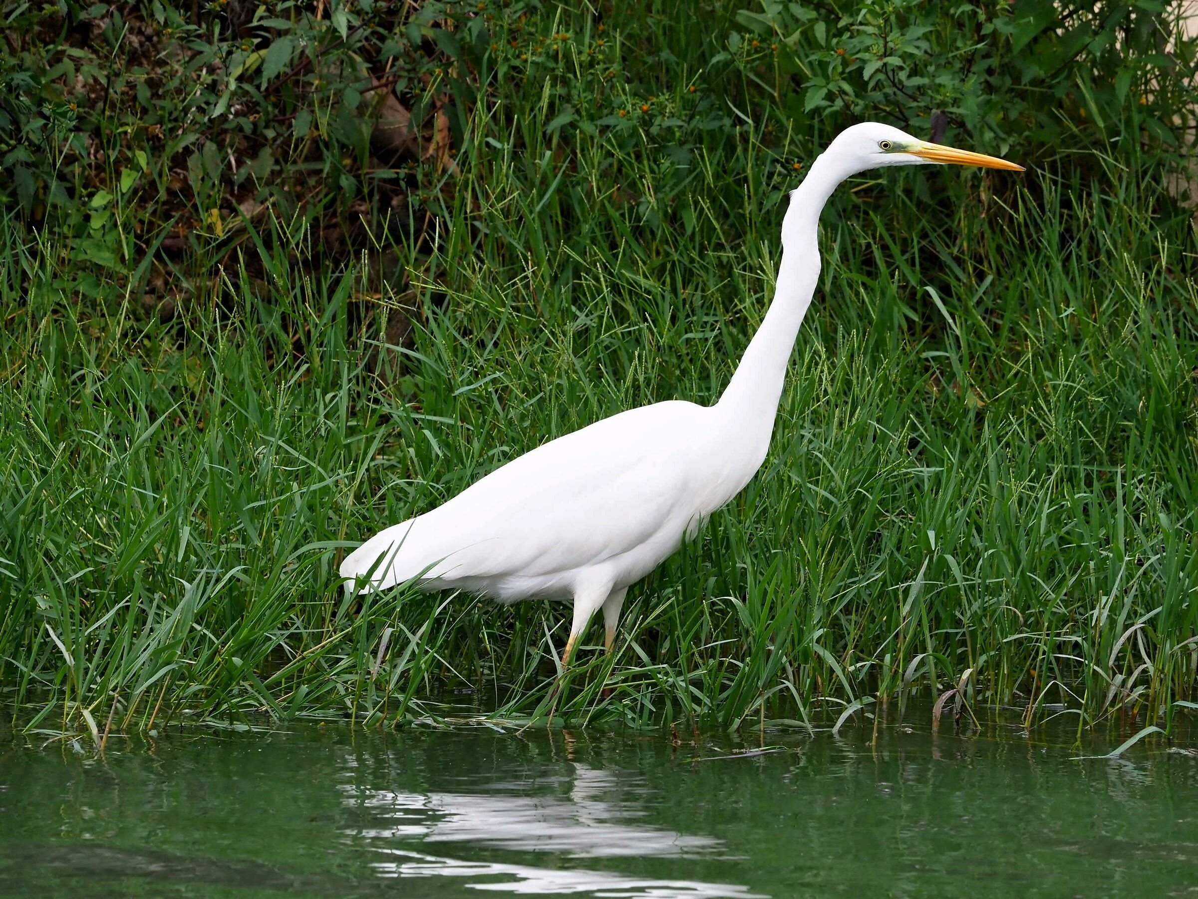 Airone bianco maggiore