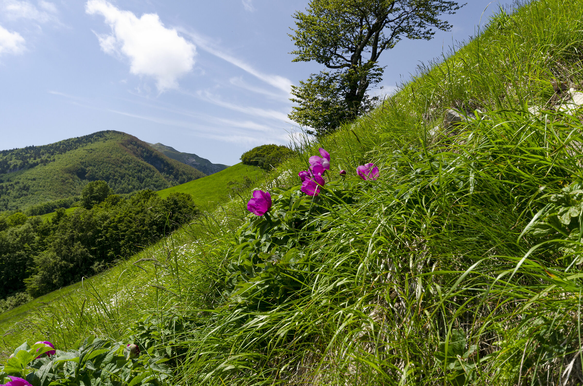 Le peonie sul monte Tavola appennino tosco emiliano