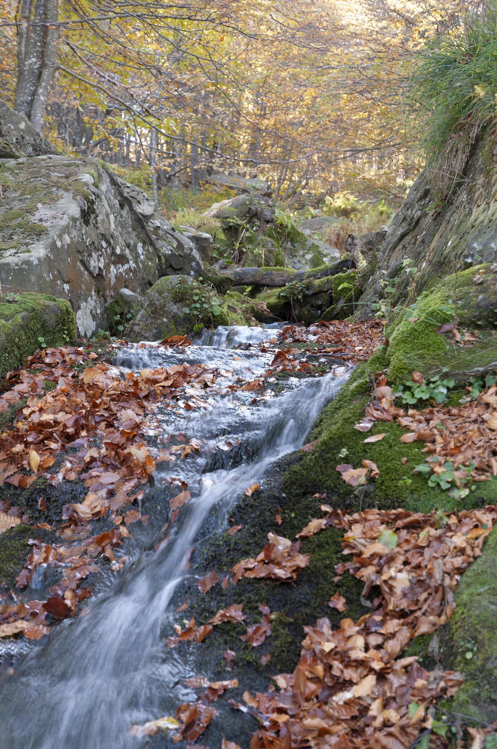 Sorgente nel bosco, appennino toscoemiliano