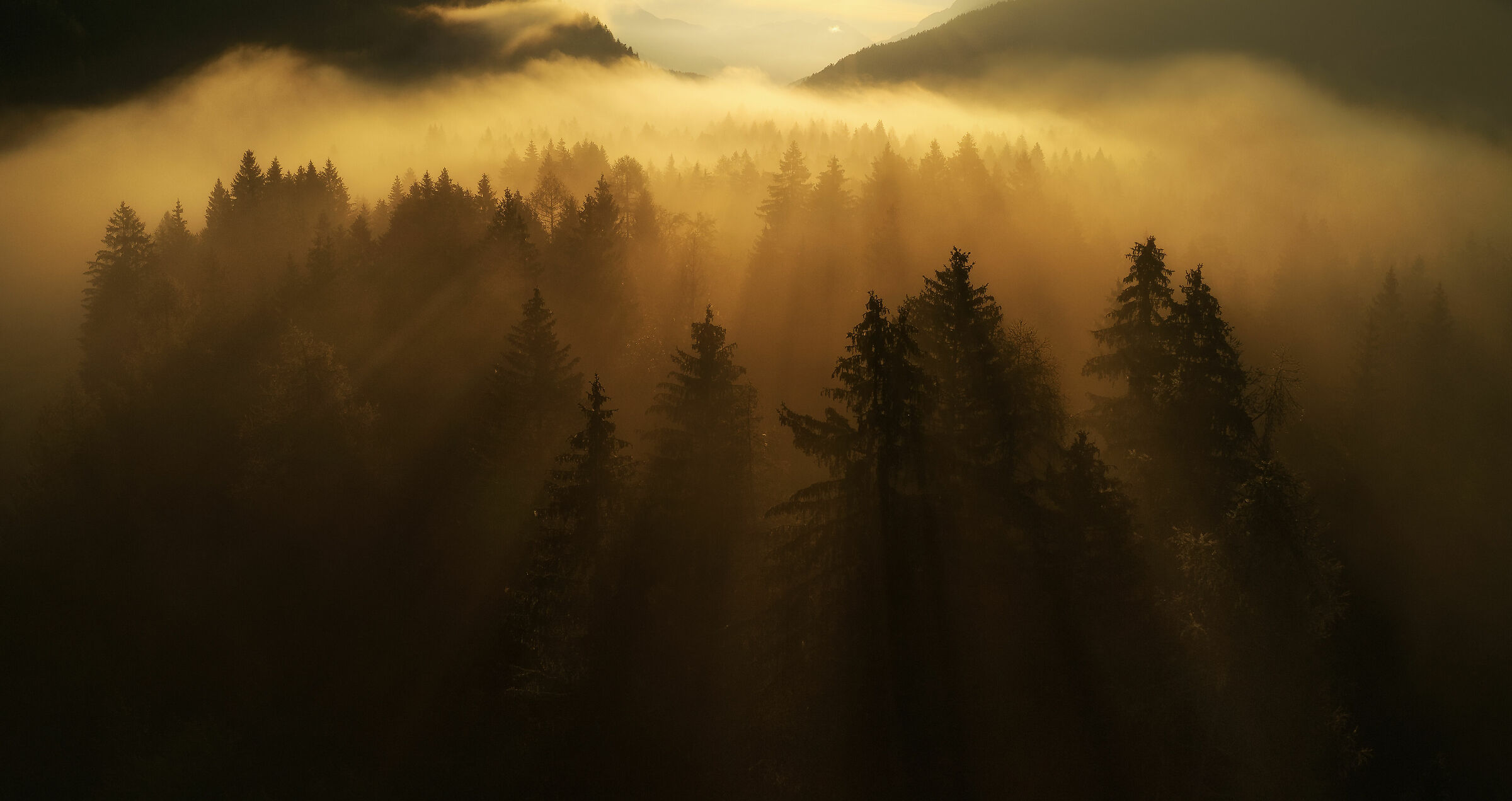 Volare attraverso la foresta nebbiosa come un uccello