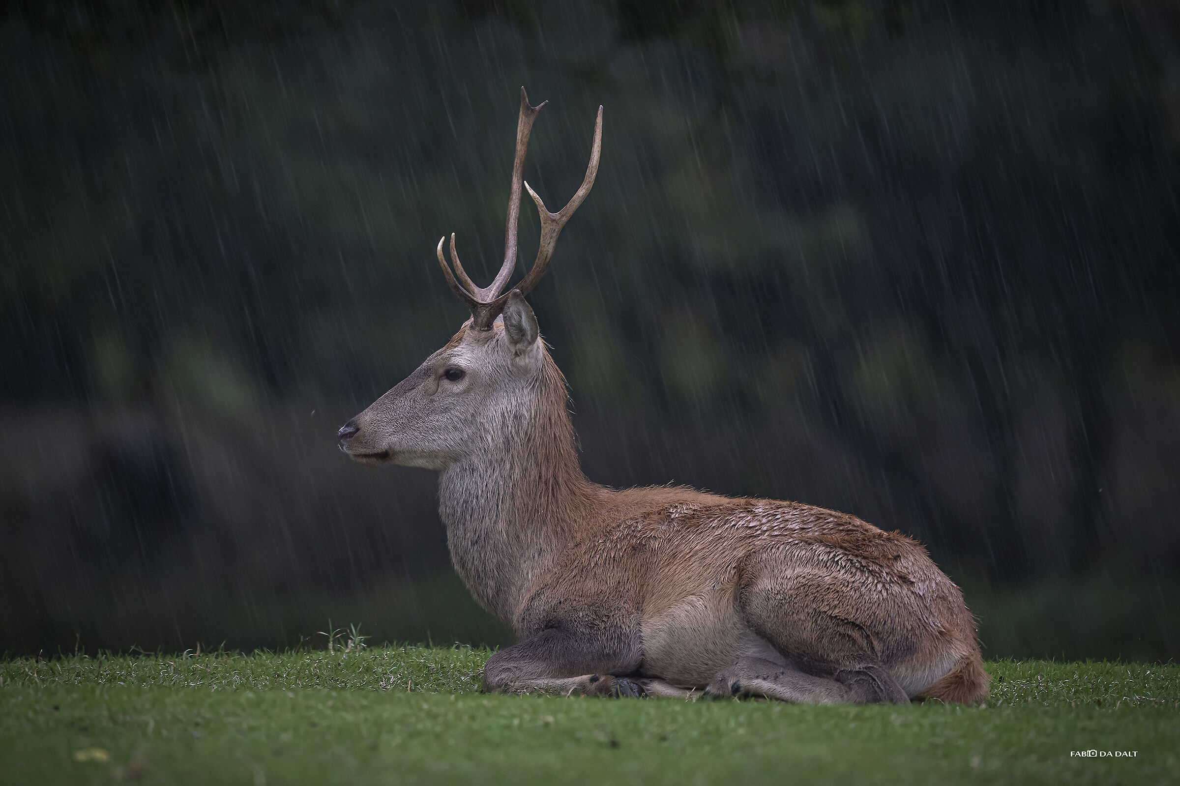 Cervo Nobile Italico