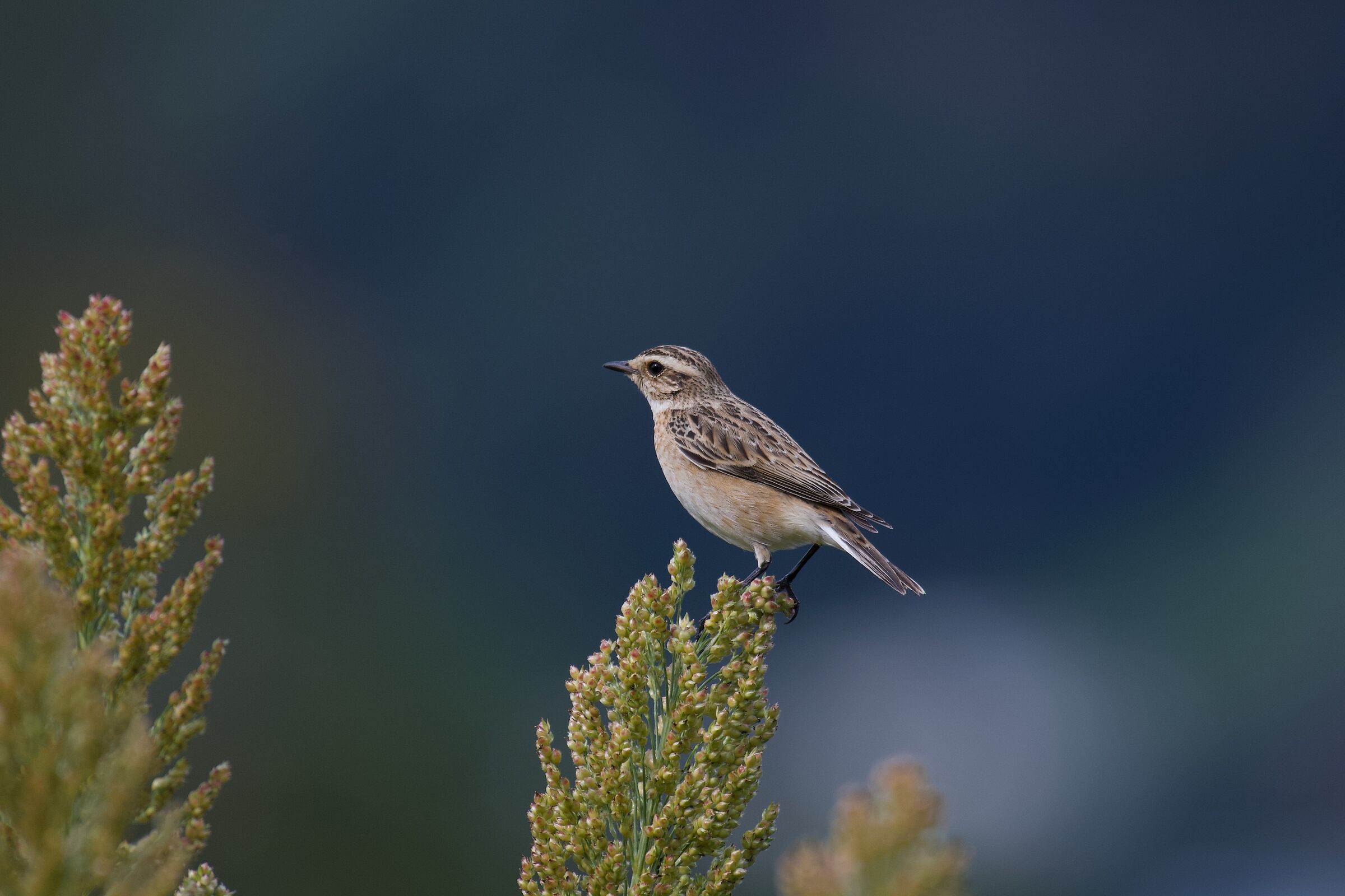 Stiaccino in migrazione