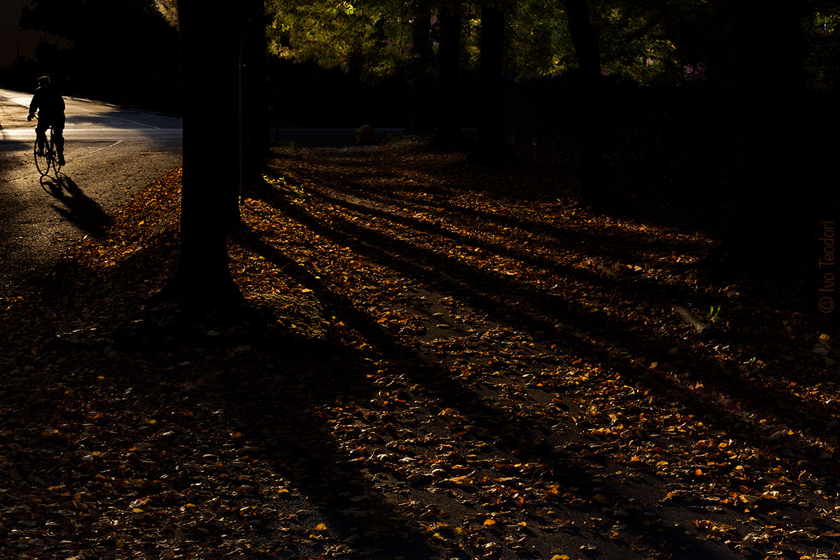 Autumn shadows.
