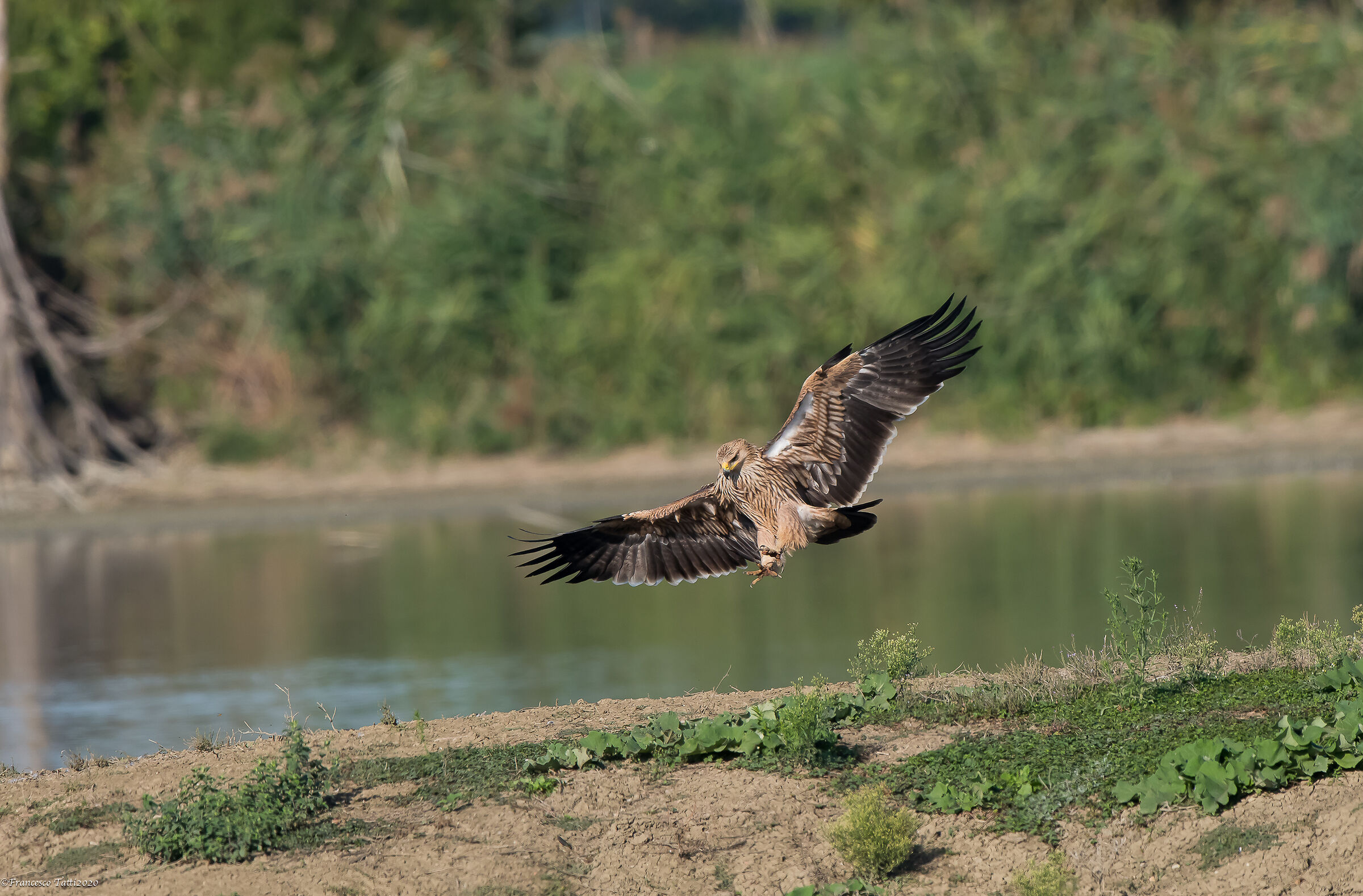Aquila Imperiale (Italia)