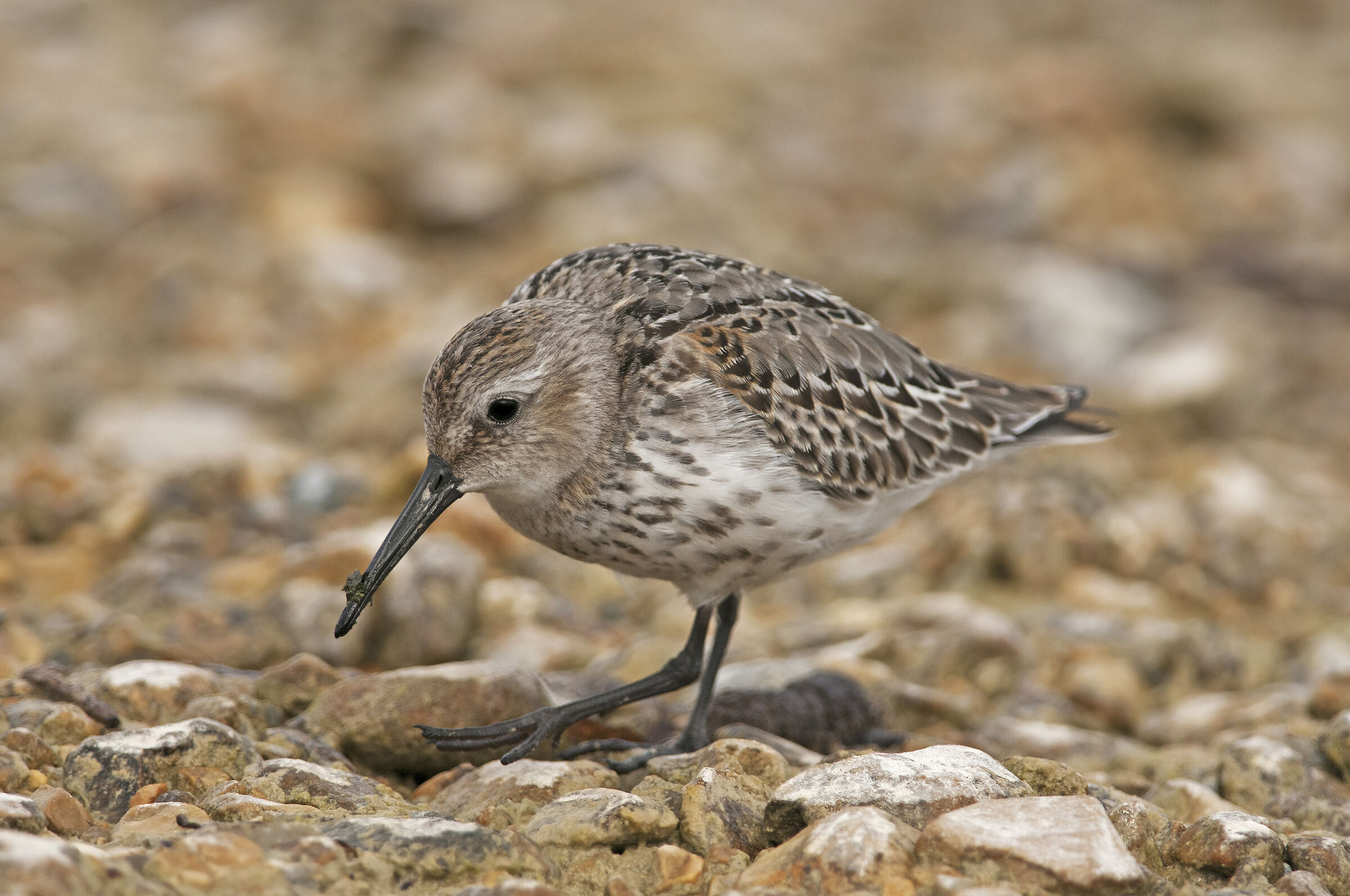 Piovanello pancianera