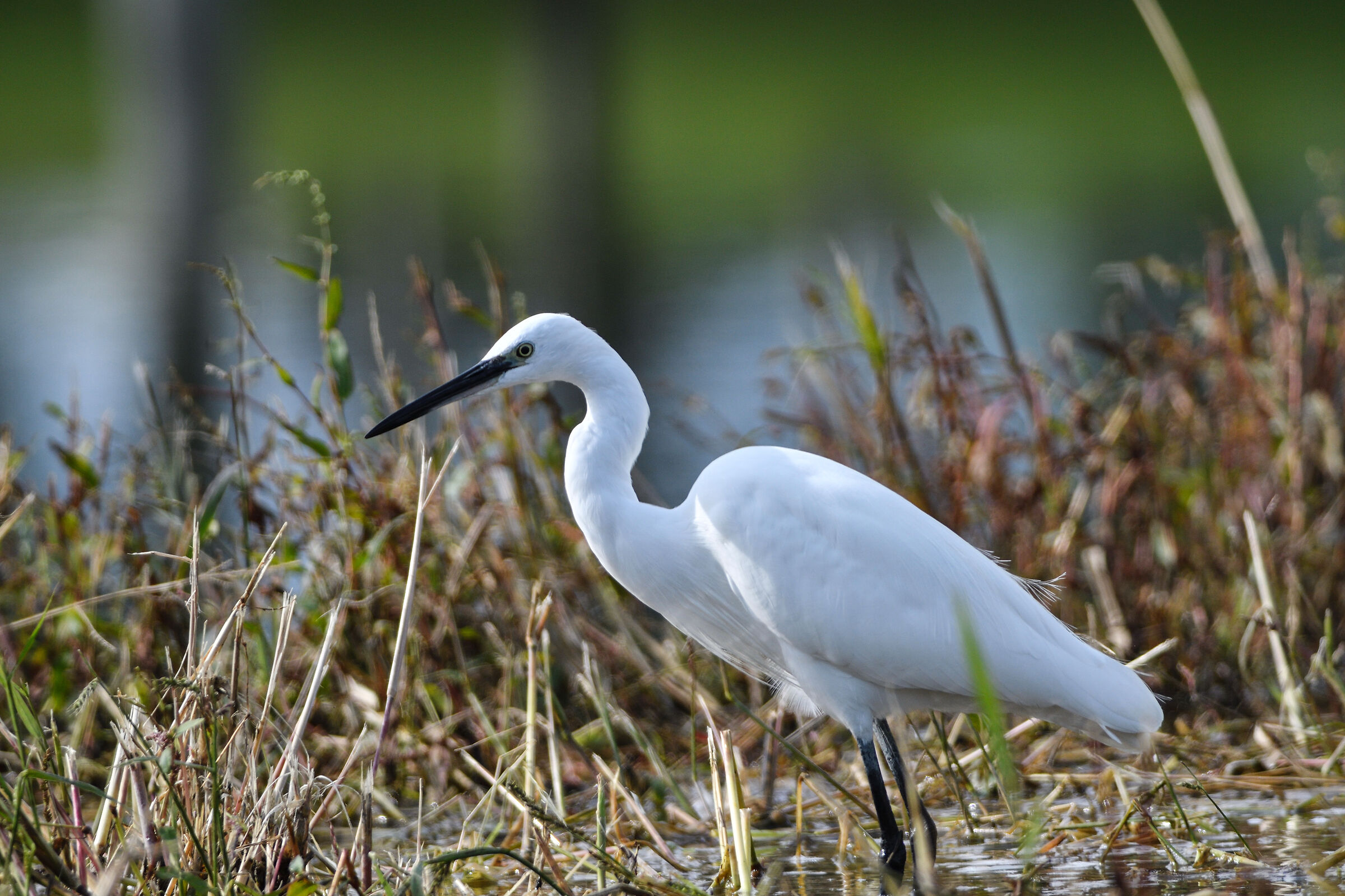 egrets