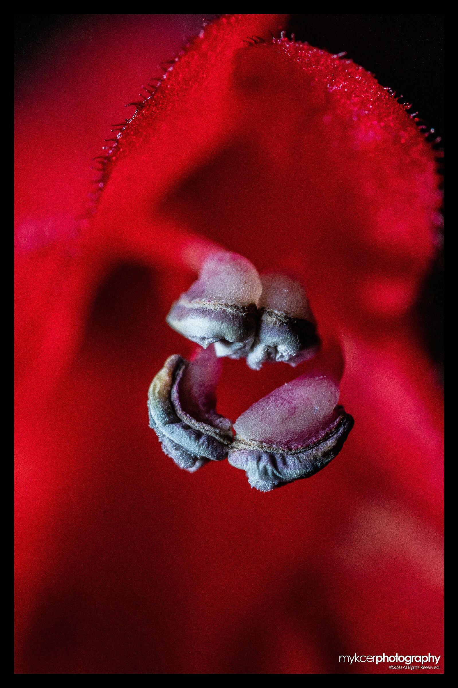 Pianta Fiore Rossetto 01