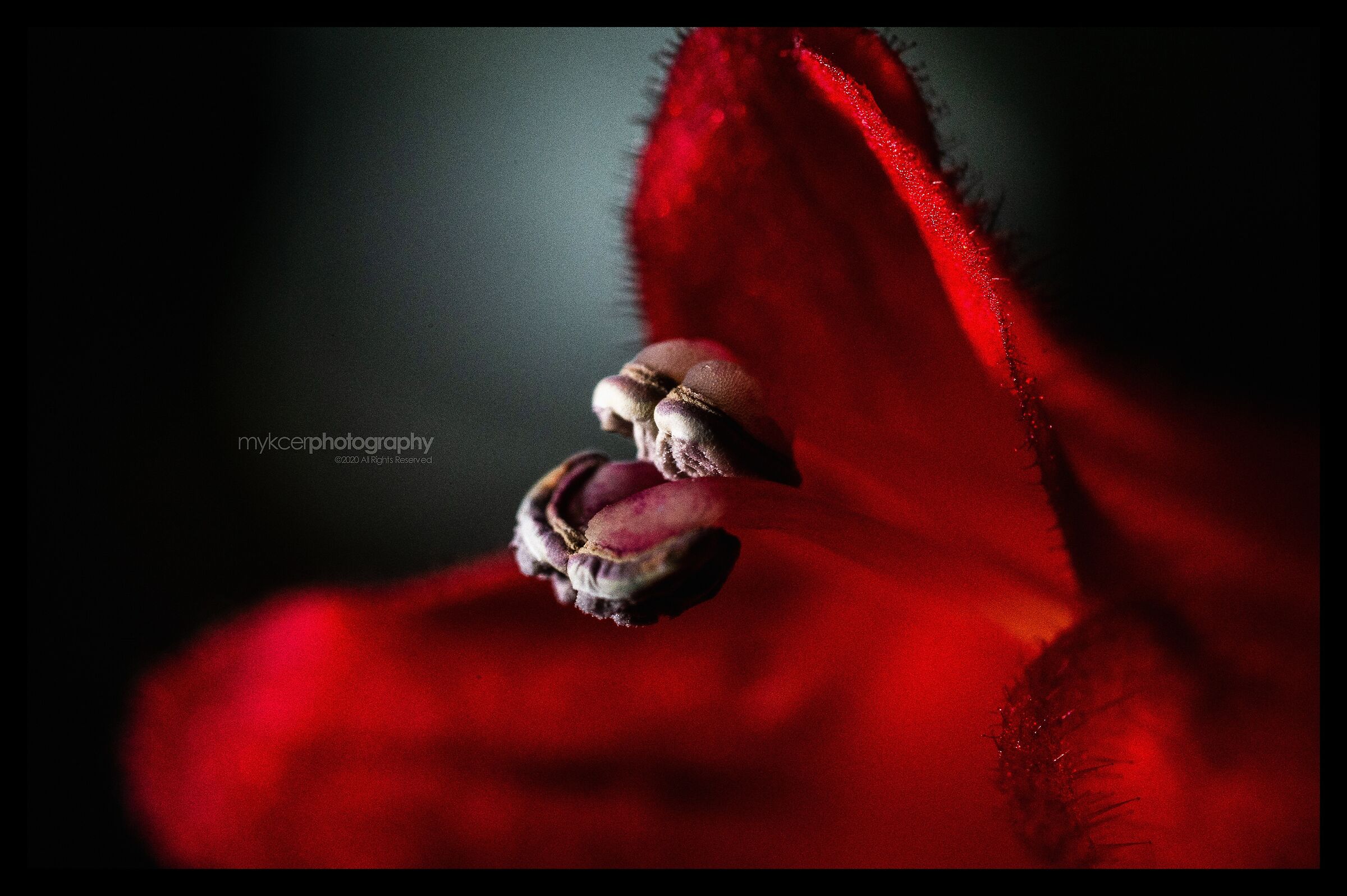 Pianta Fiore Rossetto 02