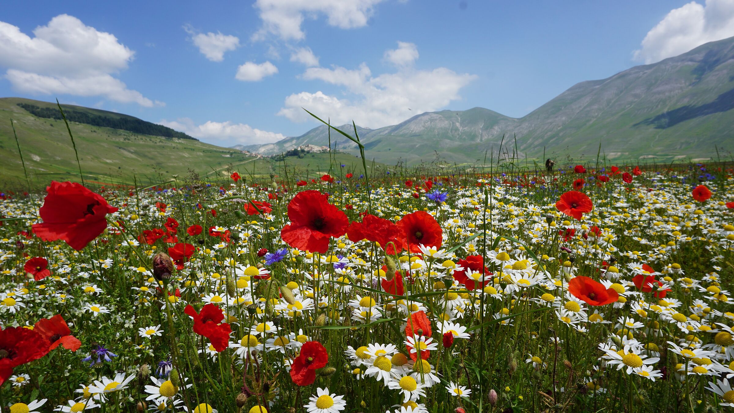 Fioritura Castelluccio di Norcia