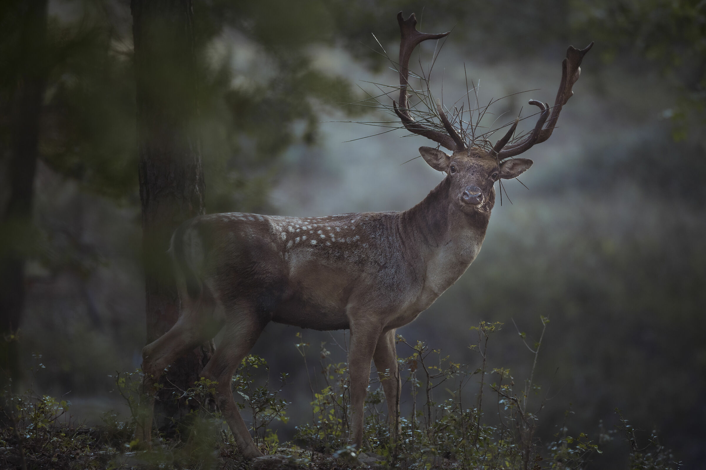 The king and his crown.