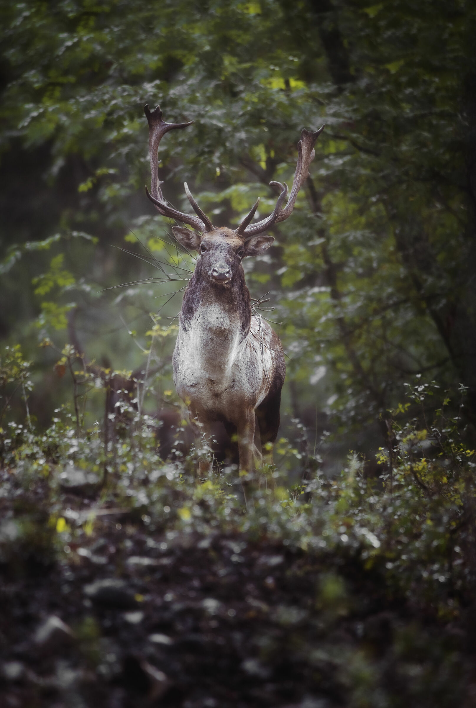 Questo è il mio territorio.